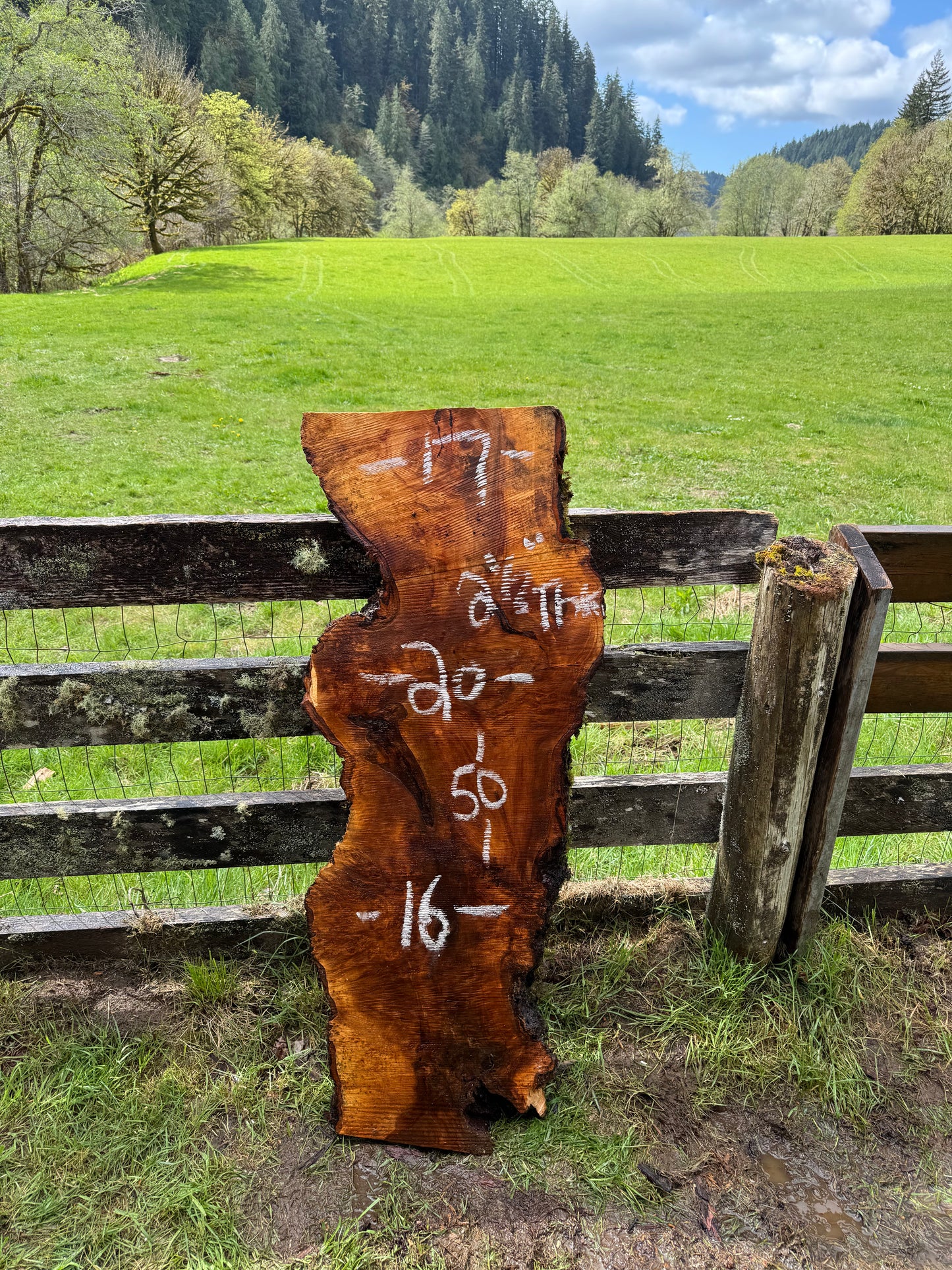 Maple Burl Slab - 50" x 20" x 2.5"
