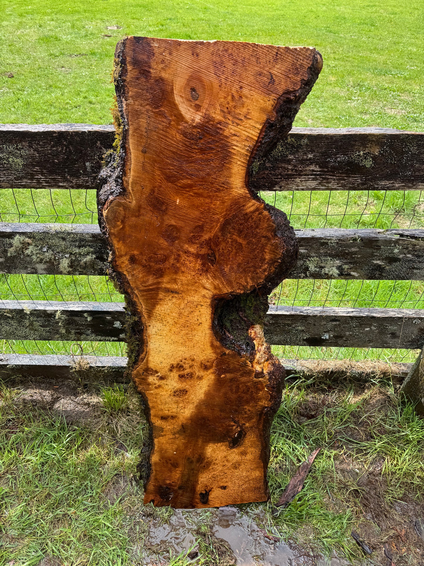 Maple Burl Slab - 50" x 20" x 2.5"