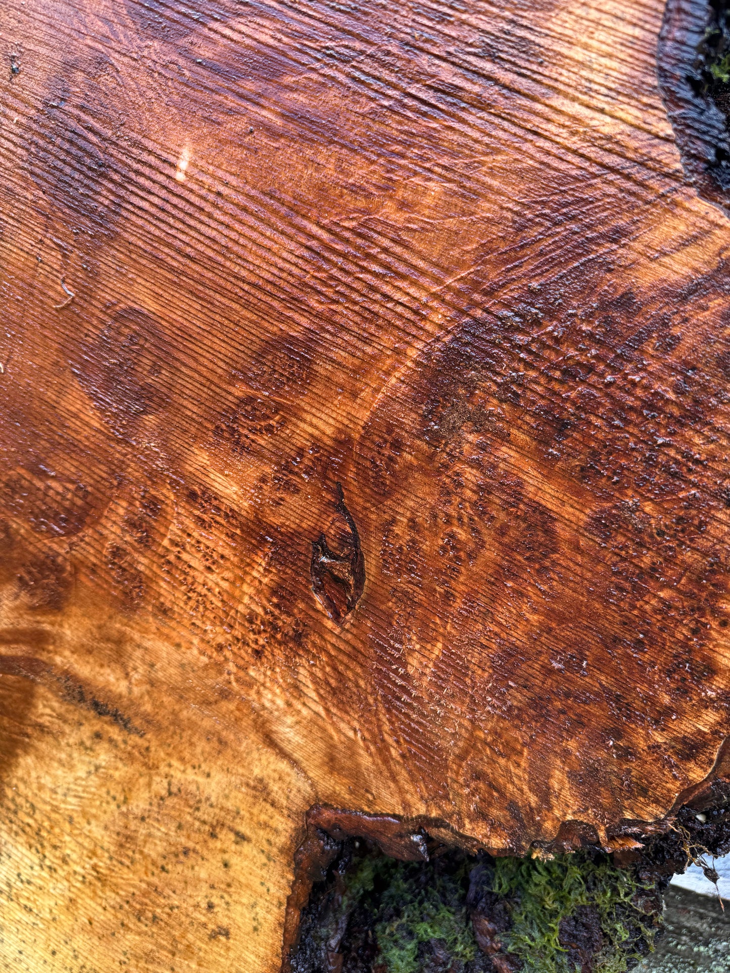 Maple Burl Slab - 50" x 20" x 2.5"