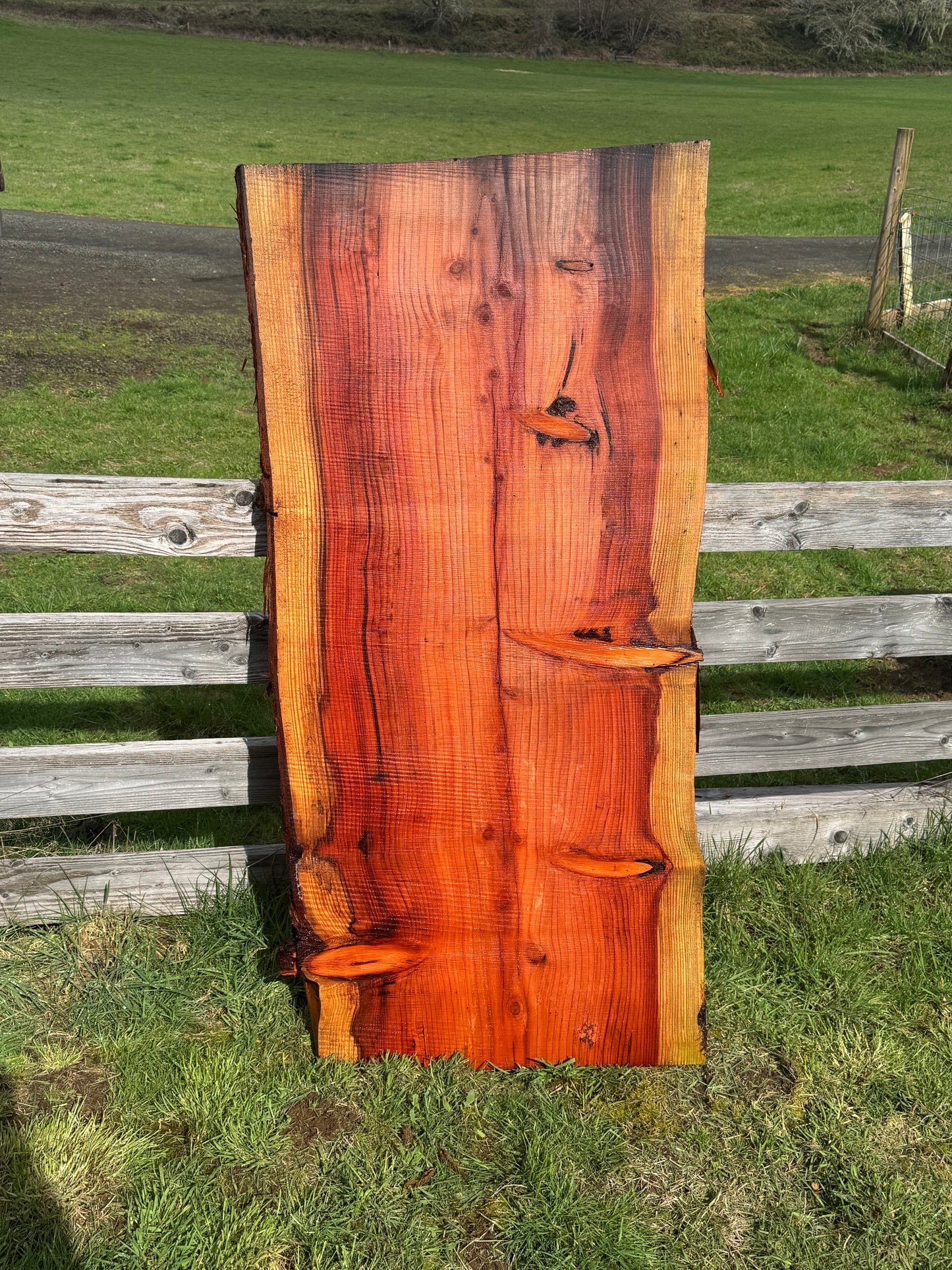 Giant Sequoia Redwood Slab - Live Edges - 65" x 32" x 2"