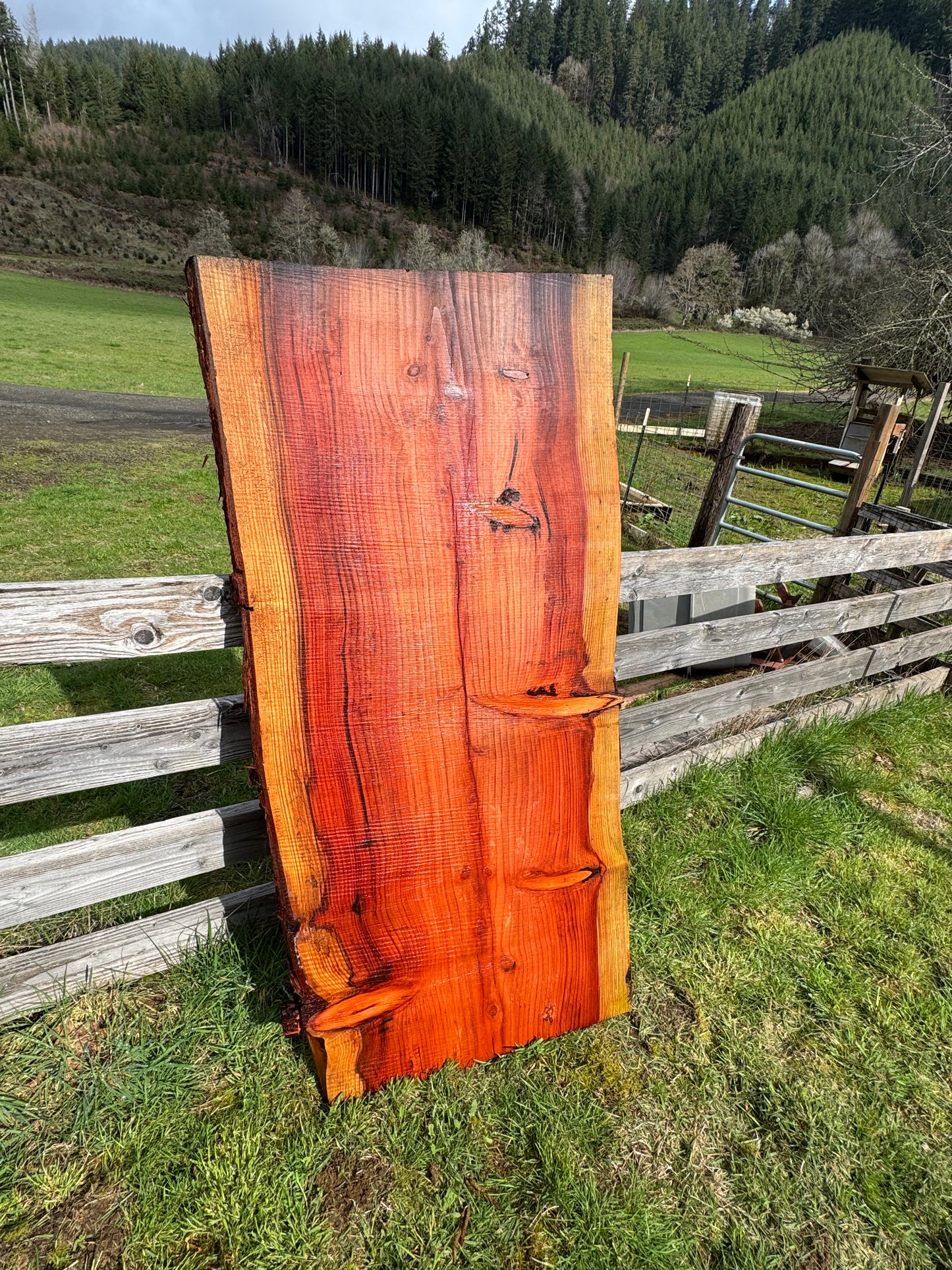 Giant Sequoia Redwood Slab - Live Edges - 65" x 32" x 2"