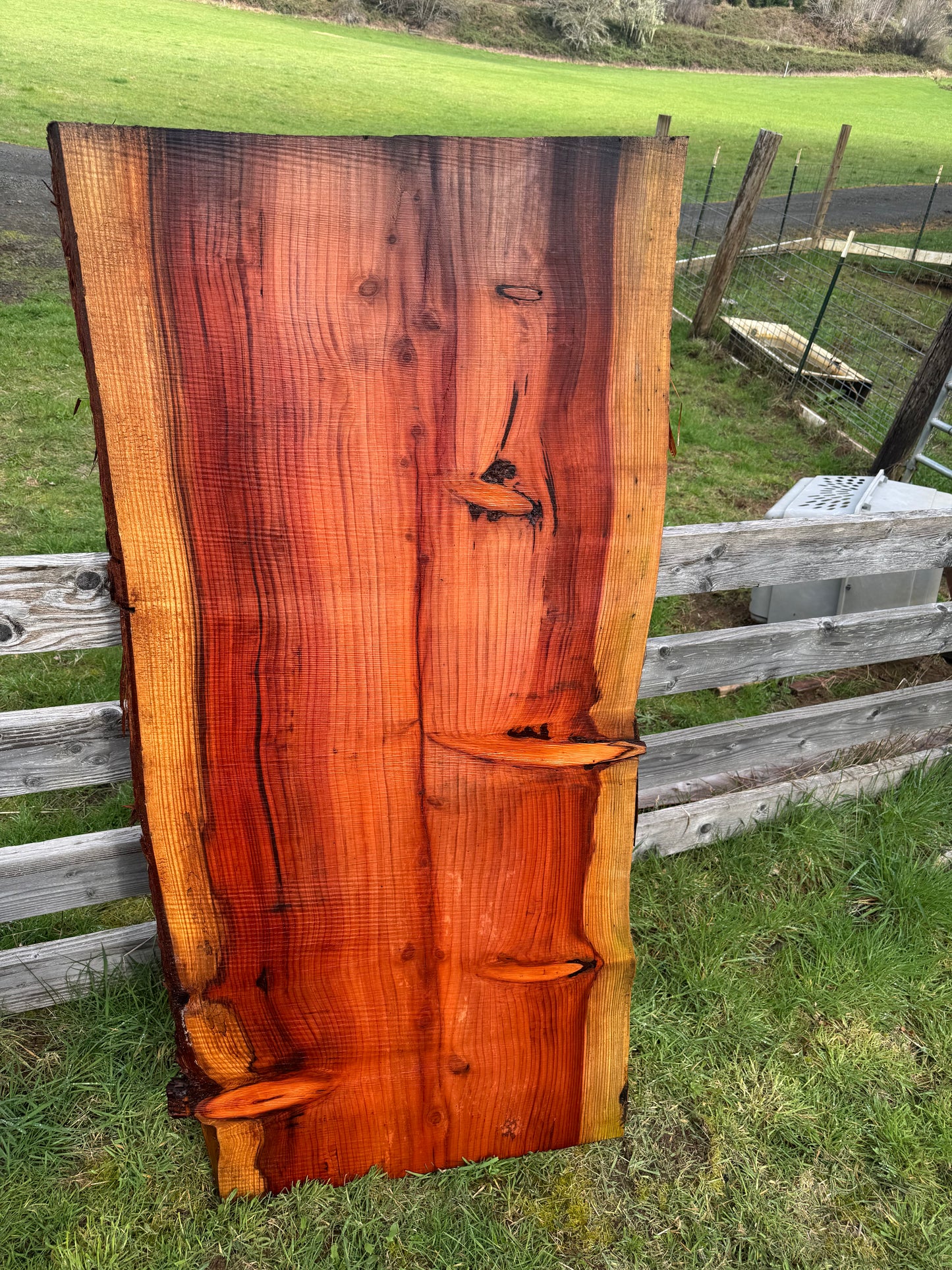 Giant Sequoia Redwood Slab - Live Edges - 65" x 32" x 2"