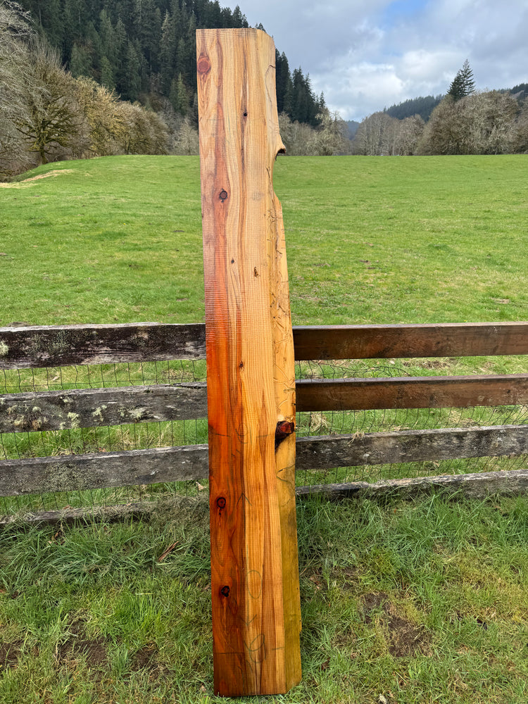 Giant Sequoia Redwood Slab- 91" x 12" x 3" - Live Edge - Mantel