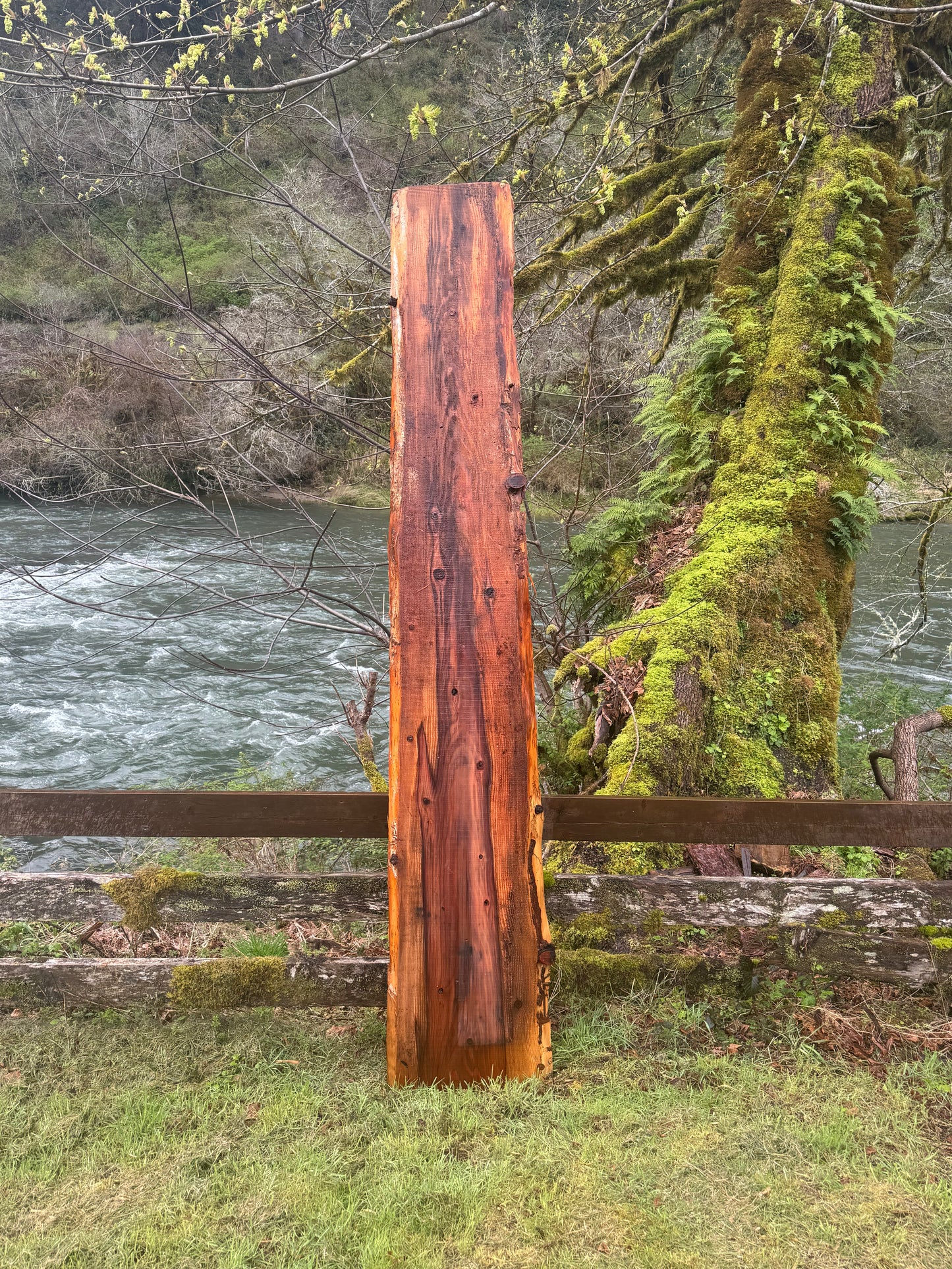 Giant Sequoia Redwood Slab- 107" x 20" x 1.5" - Live Edges