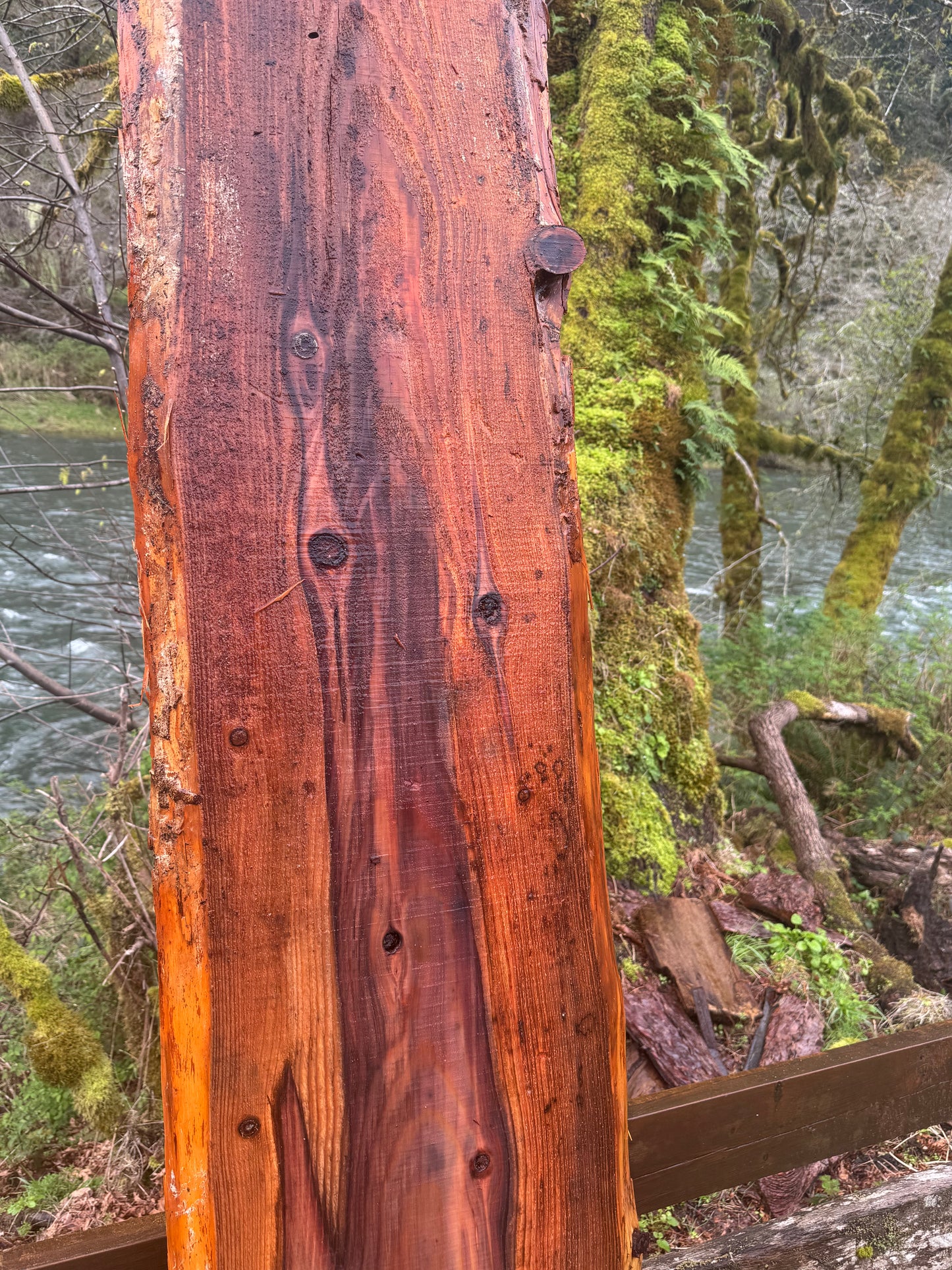 Giant Sequoia Redwood Slab- 107" x 20" x 1.5" - Live Edges