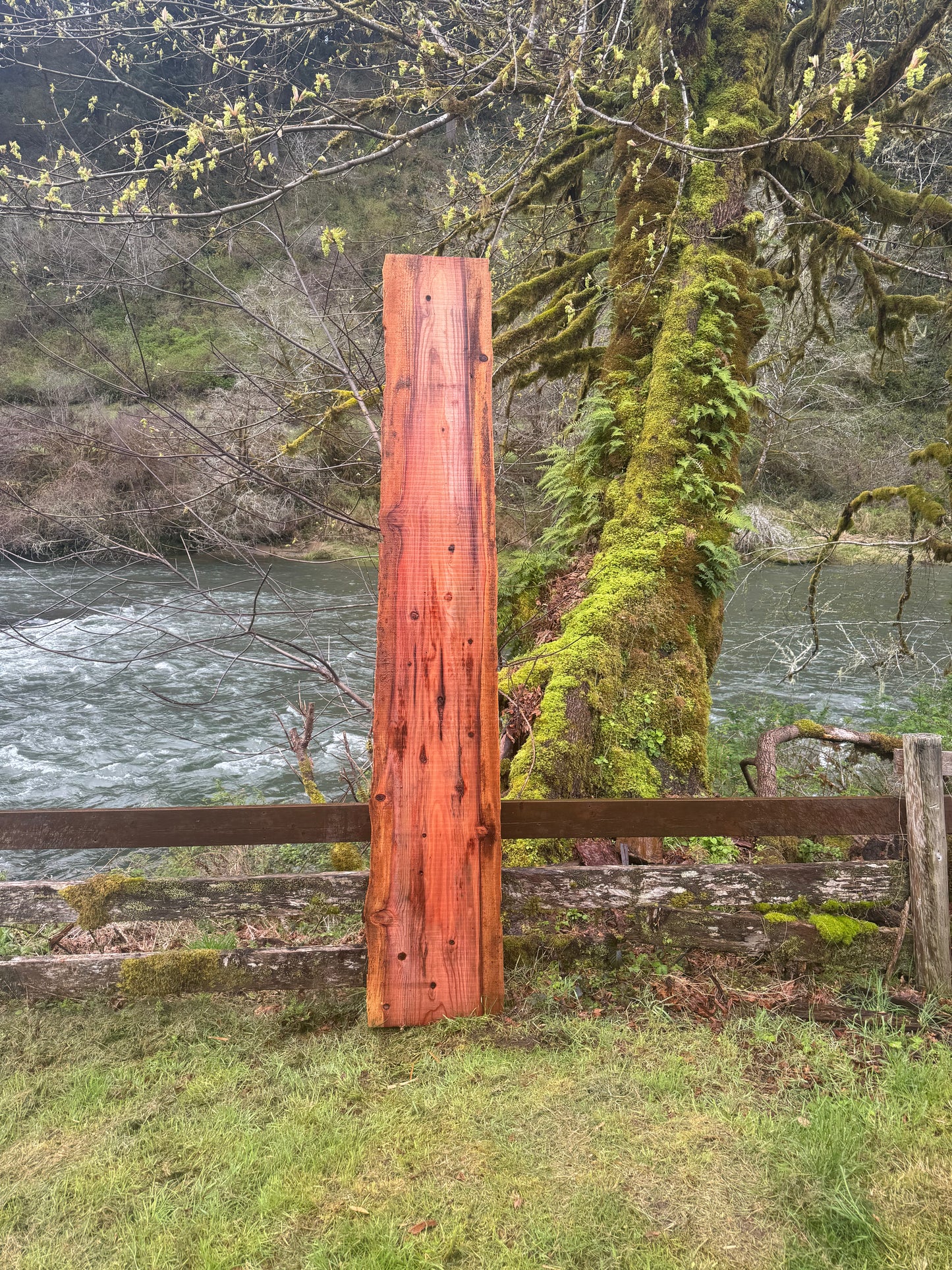 Giant Sequoia Redwood Slab- 107" x 20" x 1.5" - Live Edges