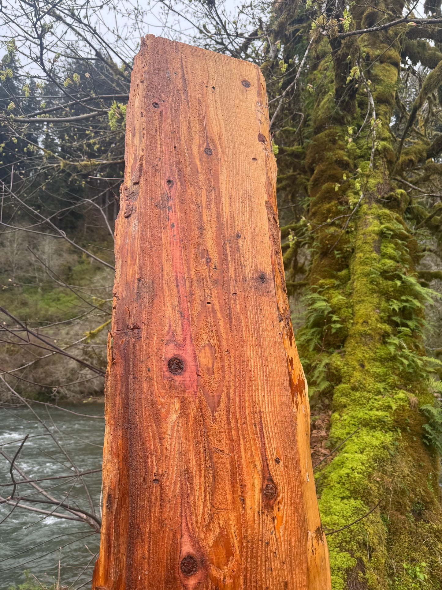 Giant Sequoia Redwood Slab- 106" x 16" x 1.5" - Live Edges