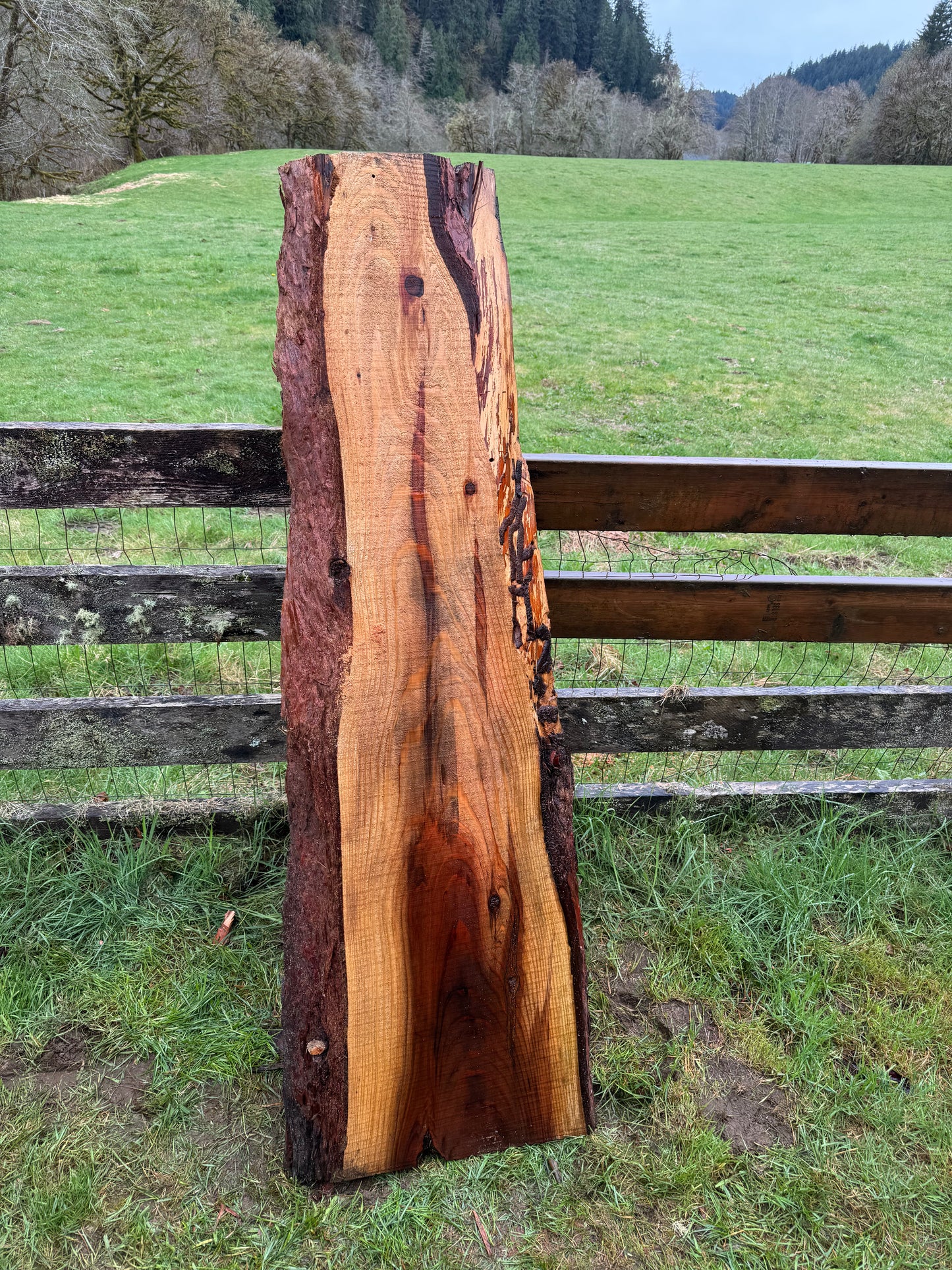Giant Sequoia Redwood Slab - 66" x 20" x 2" - Live Edges