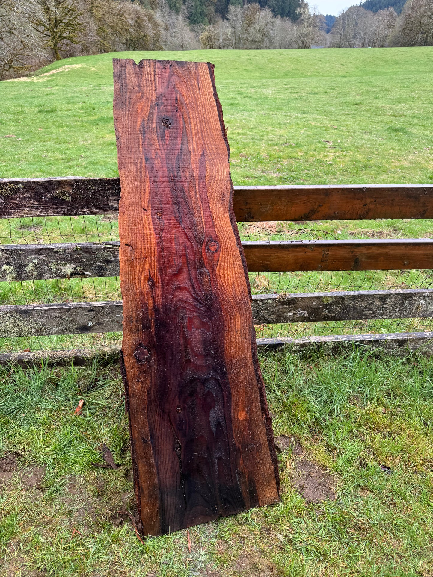 Giant Sequoia Redwood Slab - 66" x 20" x 2" - Live Edges