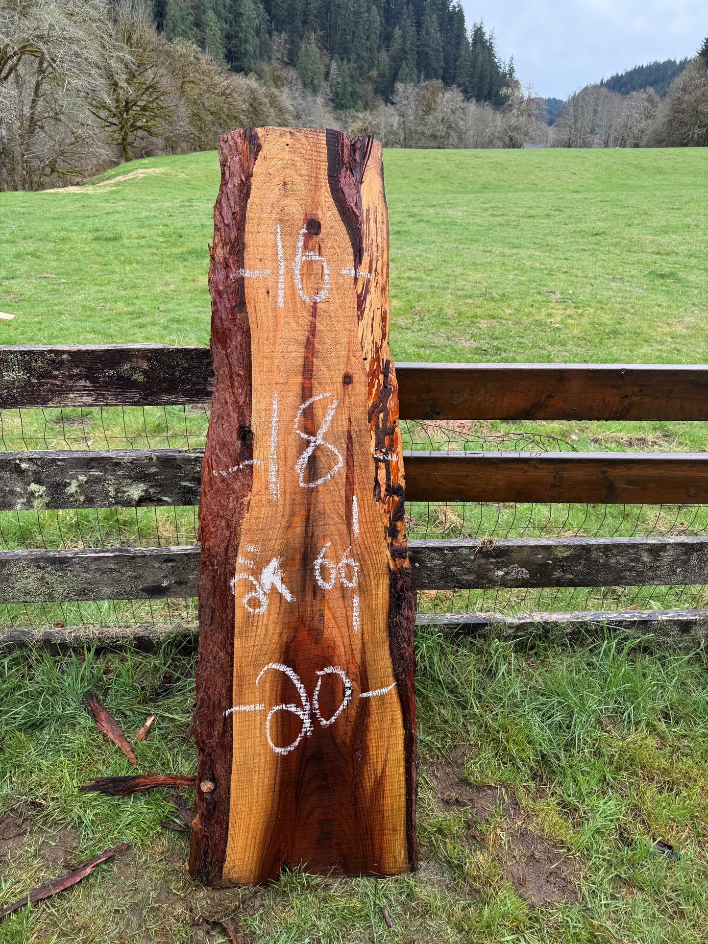 Giant Sequoia Redwood Slab - 66" x 20" x 2" - Live Edges