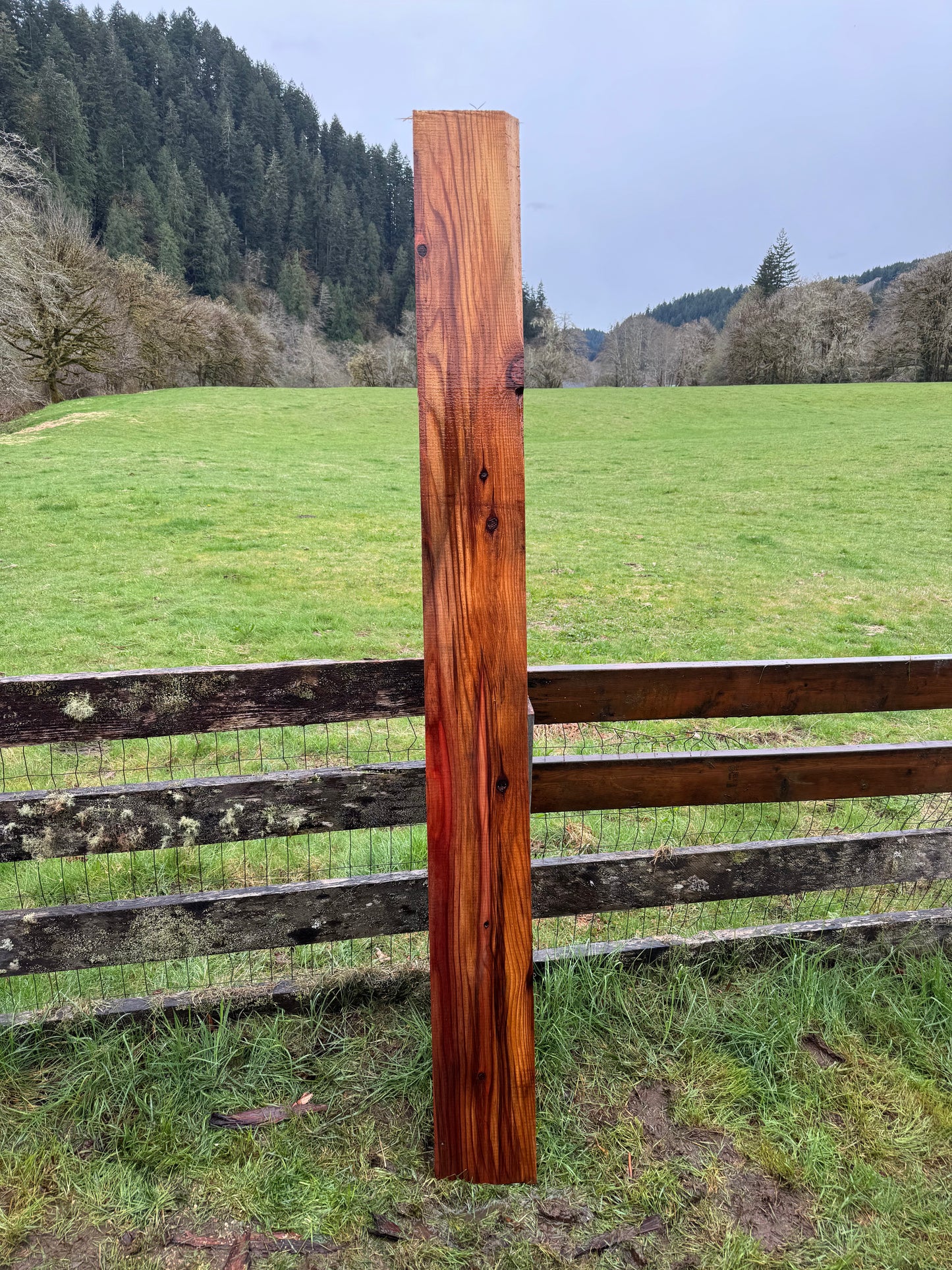 Giant Sequoia Redwood - 90" x 8.75" x 2" - Square