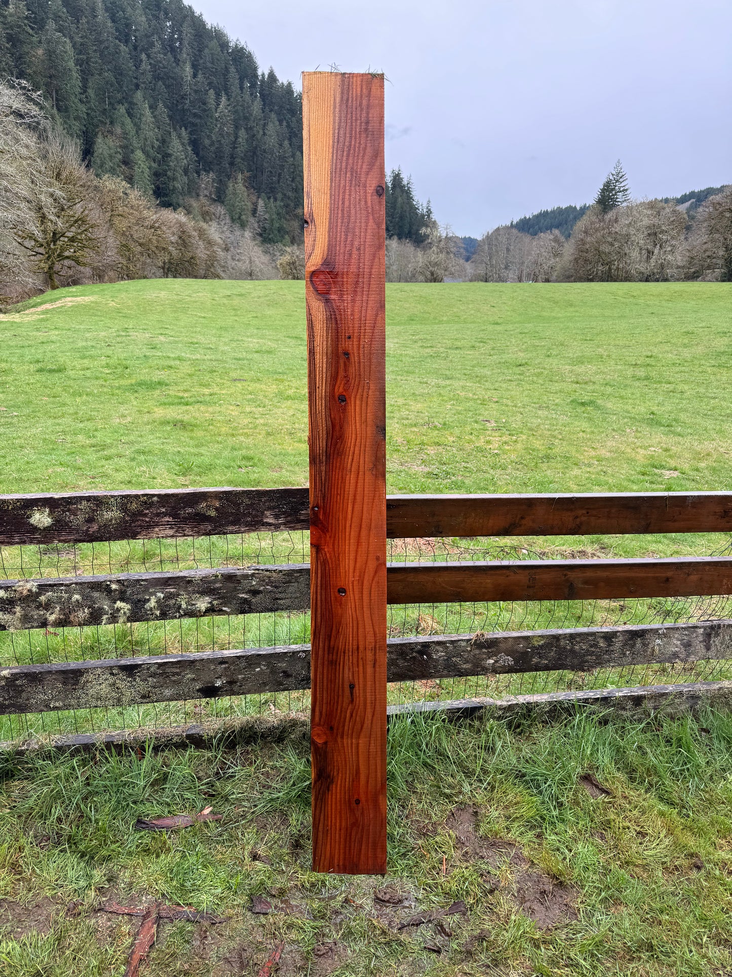 Giant Sequoia Redwood - 90" x 8.75" x 2" - Square