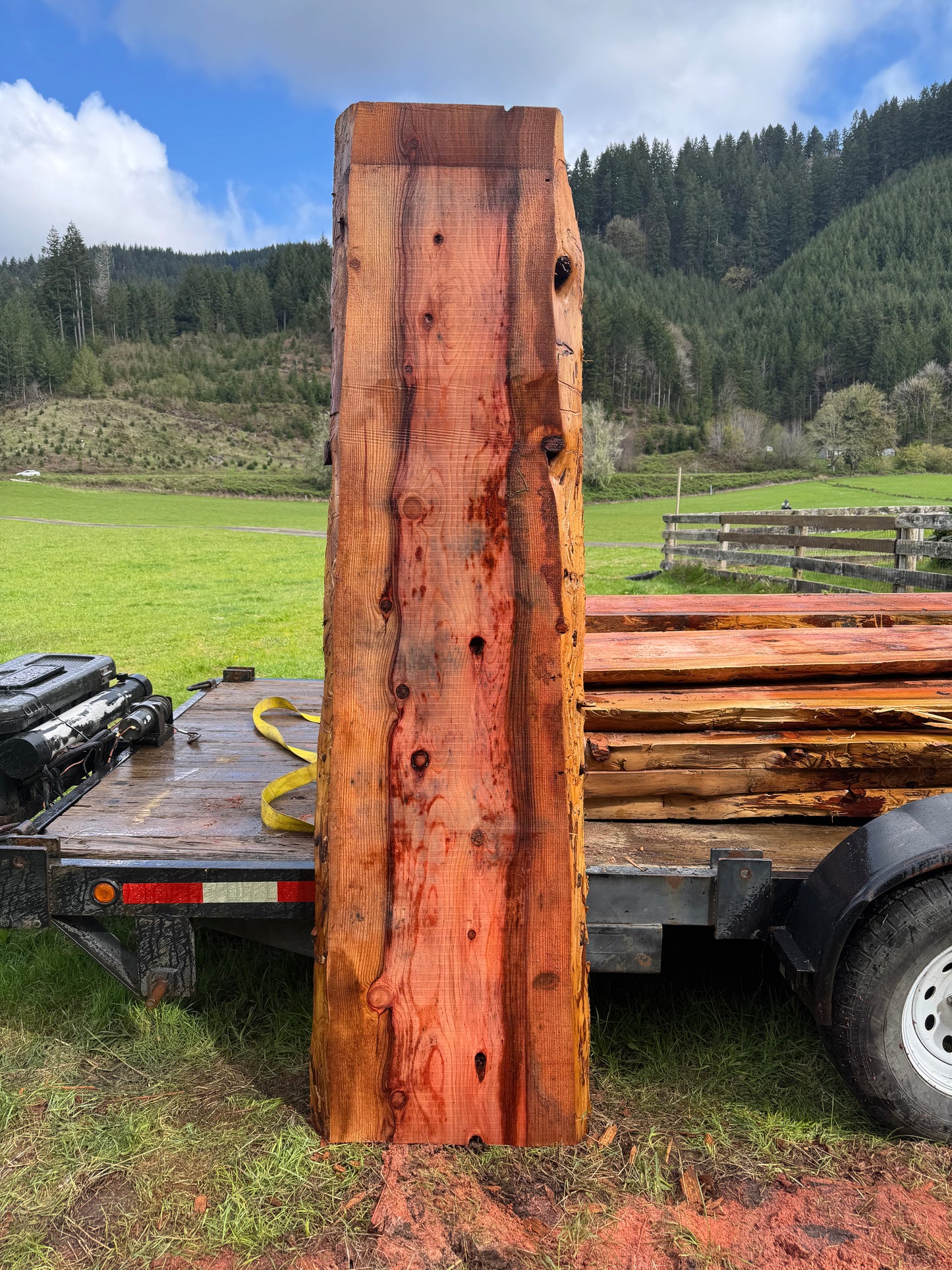 Giant Sequoia Redwood Slab - 97" x 26" x 3" - Live Edges