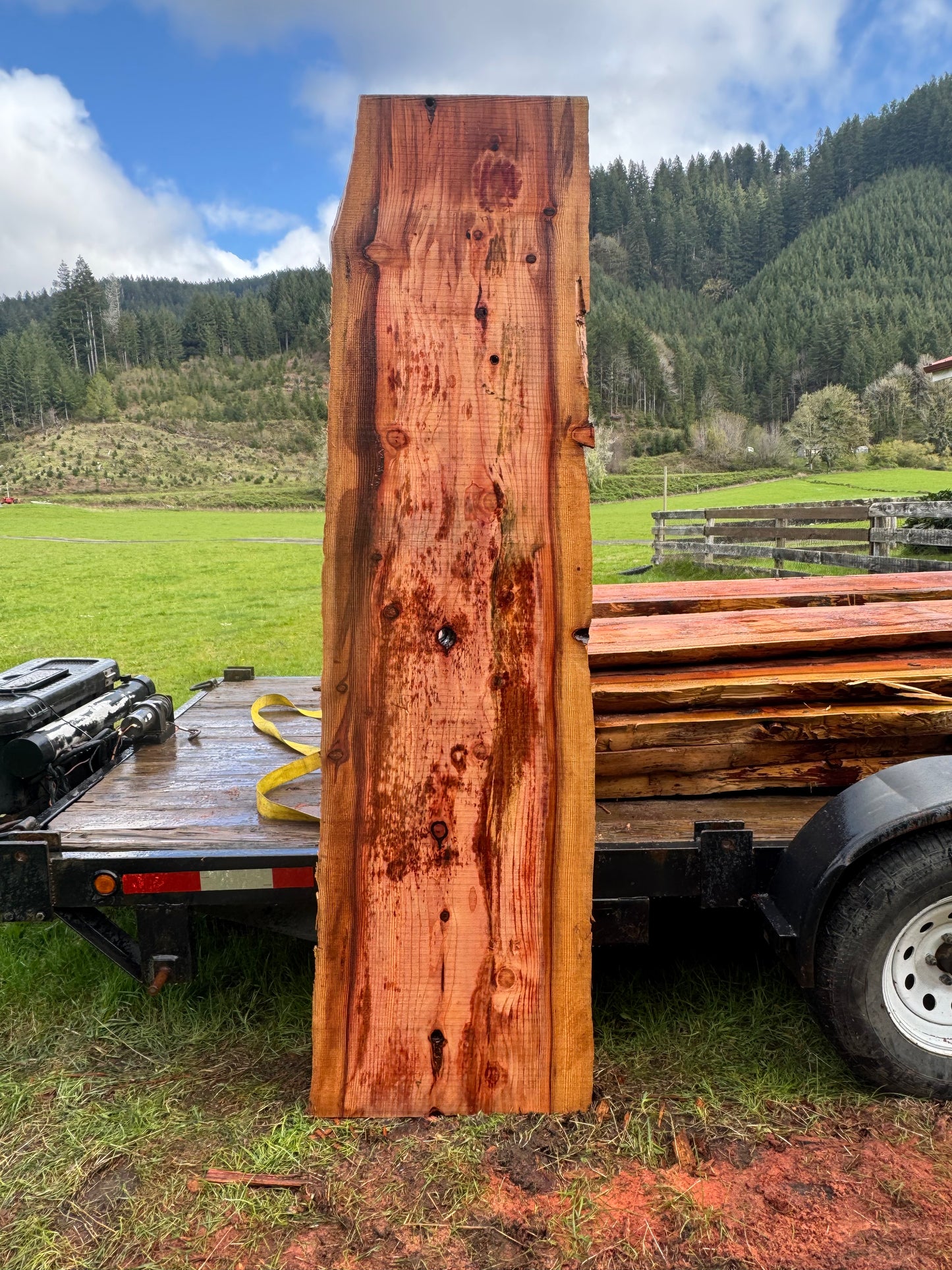 Giant Sequoia Redwood Slab - 97" x 26" x 3" - Live Edges