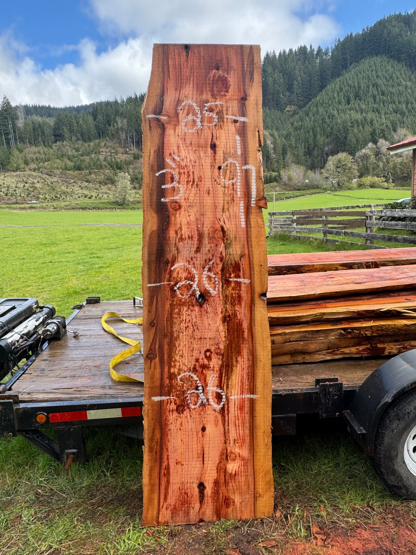 Giant Sequoia Redwood Slab - 97" x 26" x 3" - Live Edges