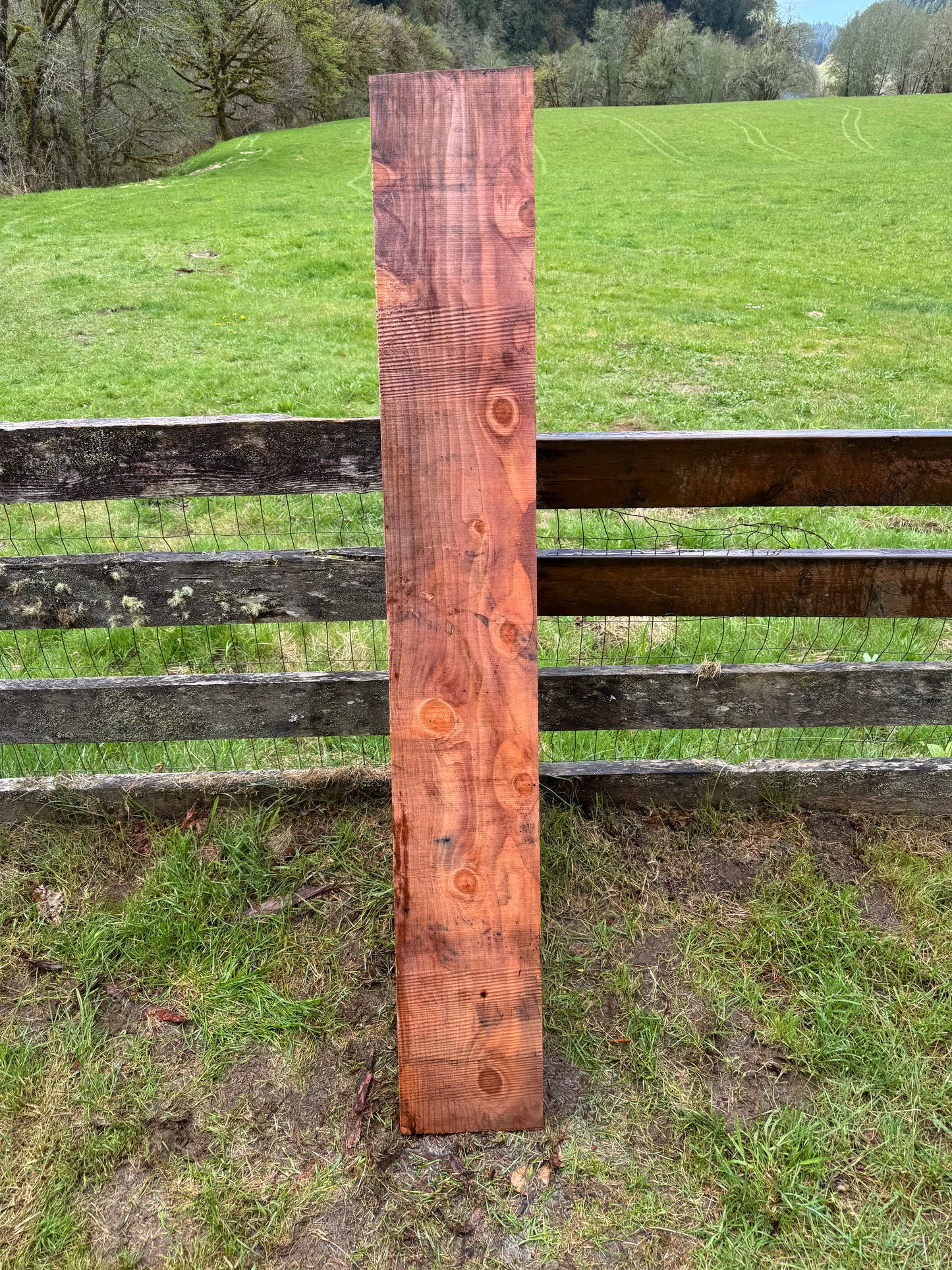 Giant Sequoia Redwood - 69" x 10" x 3" - Square Edges