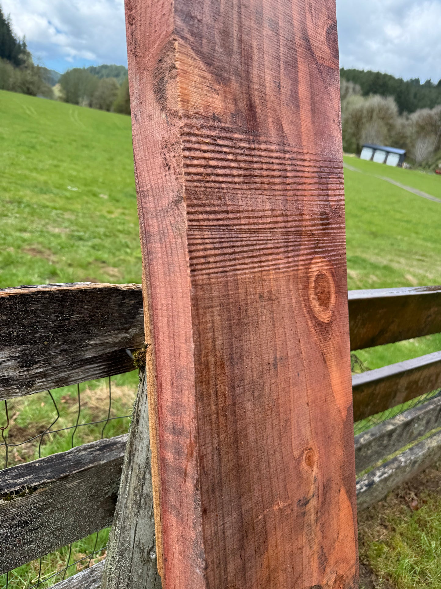 Giant Sequoia Redwood - 69" x 10" x 3" - Square Edges
