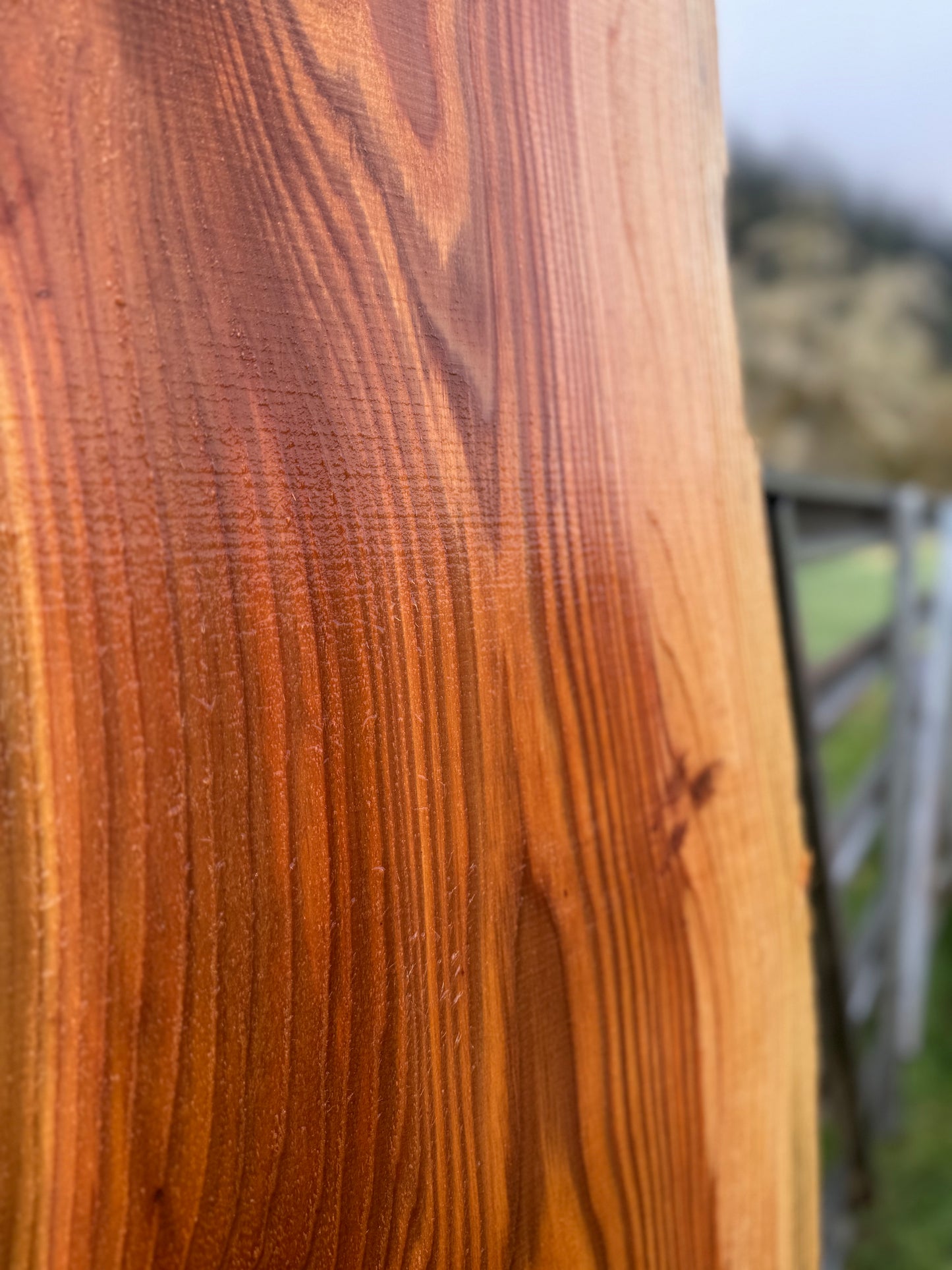 Western Red Cedar Slab- 128" x 20" x 2.5" - Live Edges