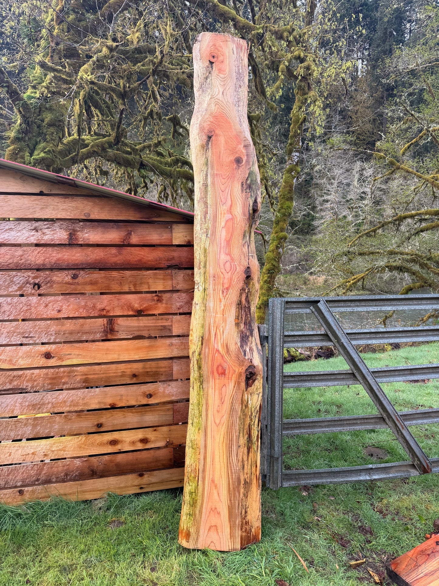 Western Red Cedar Slab- 128" x 20" x 2.5" - Live Edges