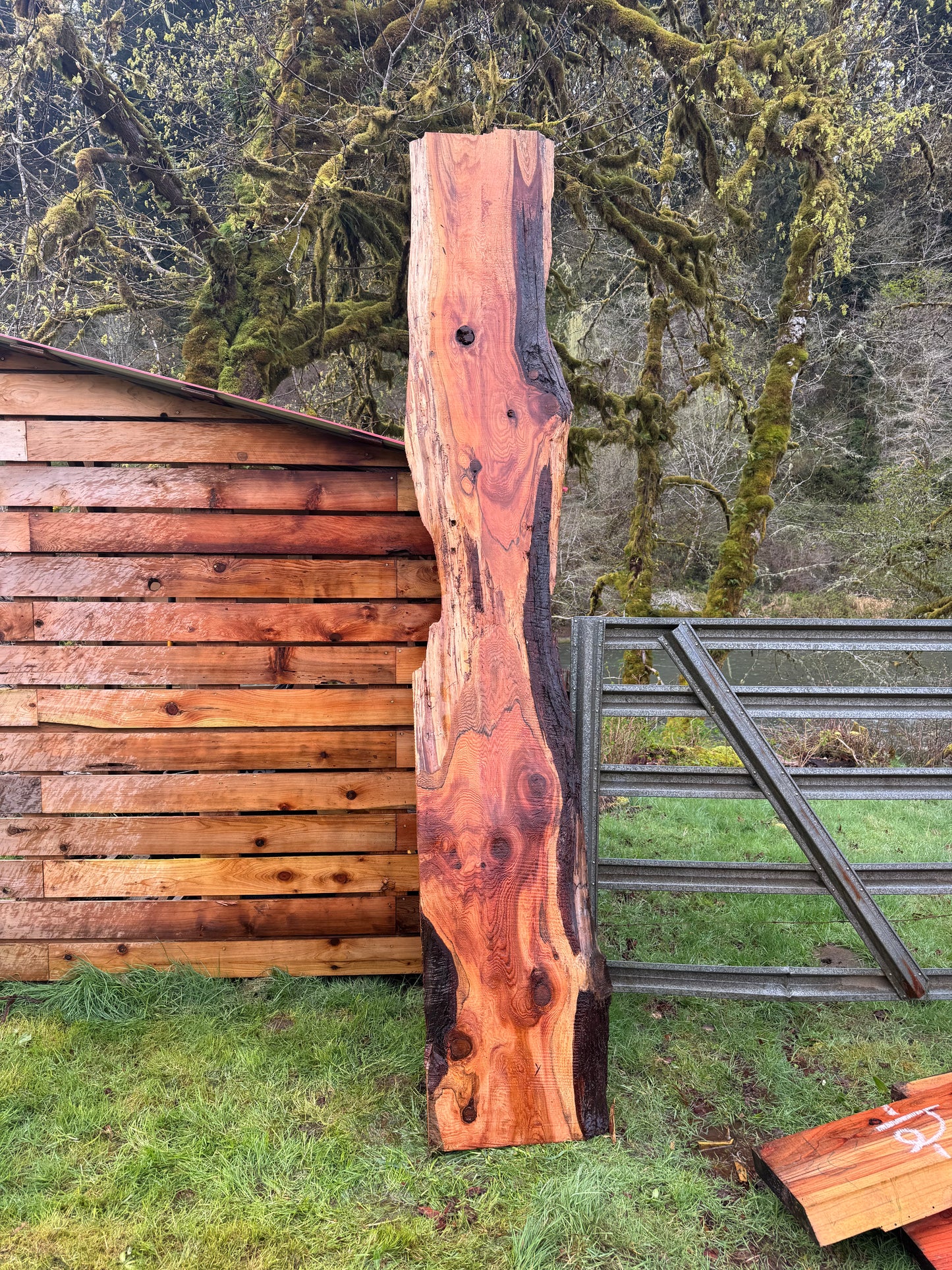 Western Red Cedar Slab- 134" x 23" x 2" - Live Edges