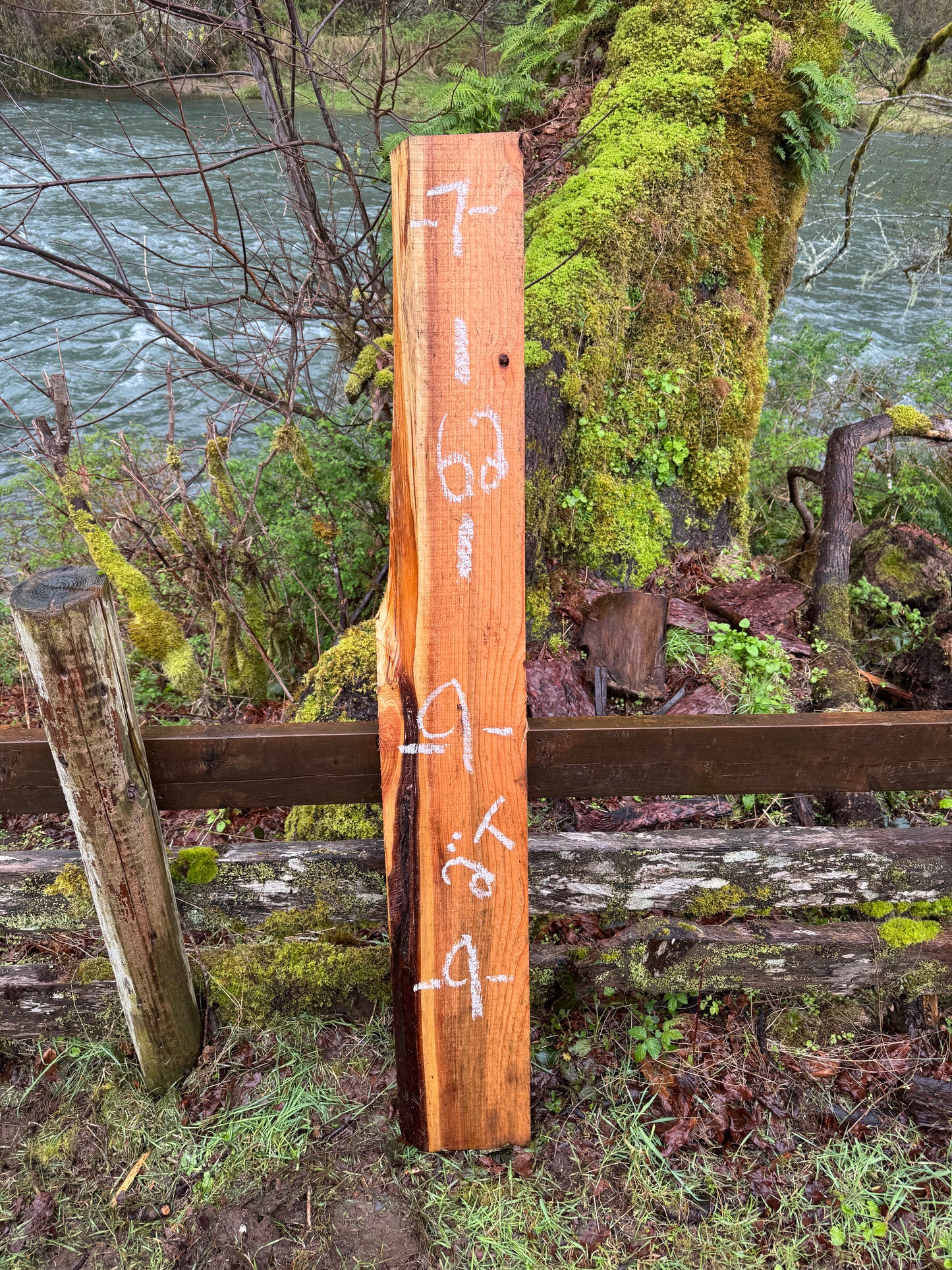 Western Red Cedar- 62" x 9" x 2"