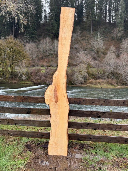 Live Edge Ash Slab with Burl -  123" x 20" x 2"