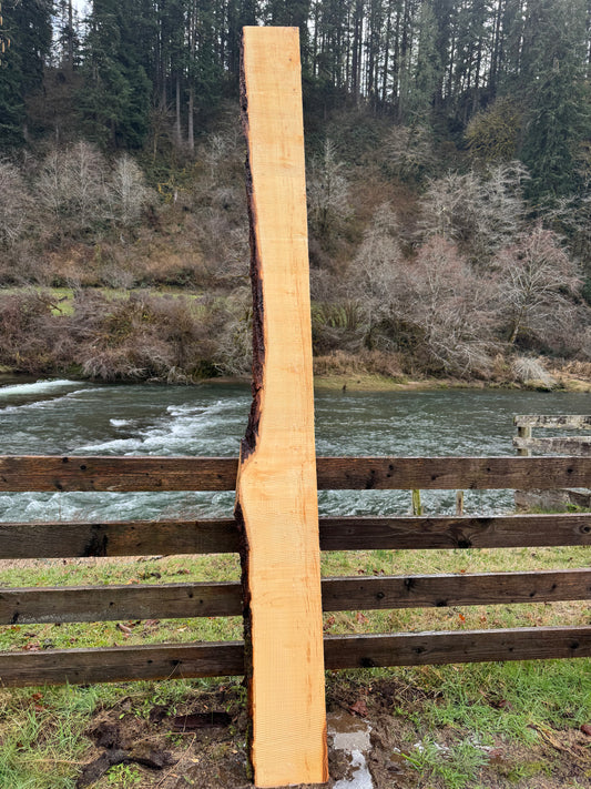 Live Edge Ash Slab -  123" x 12" x 2.5"
