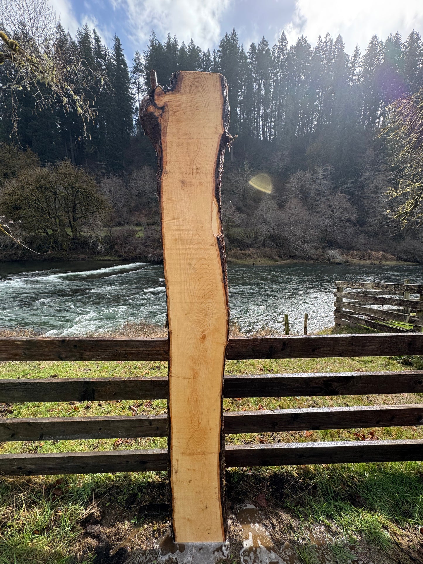 Live Edge Ash Slab -  100" x 20" x 3"