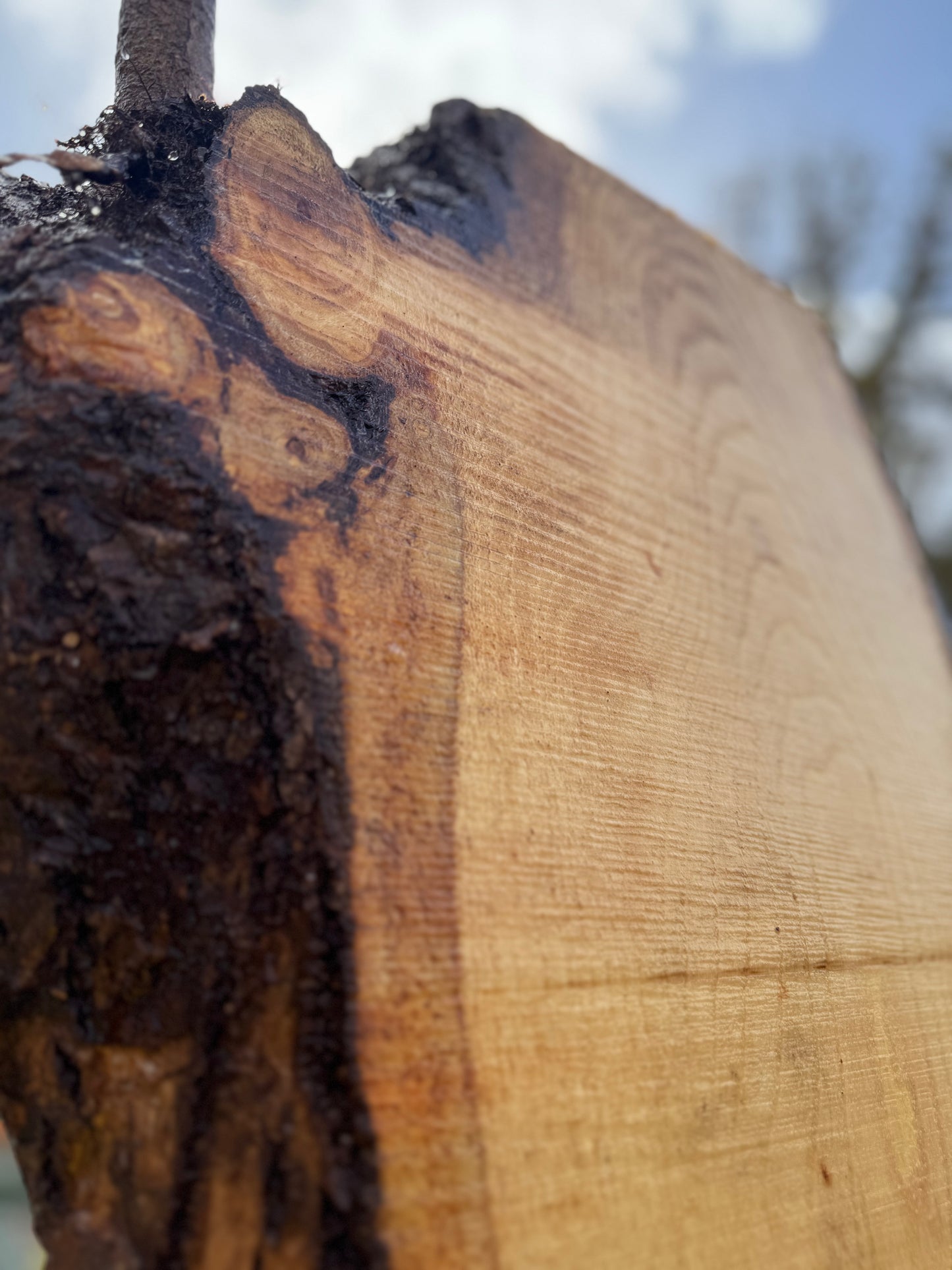 Live Edge Ash Slab -  100" x 20" x 3"