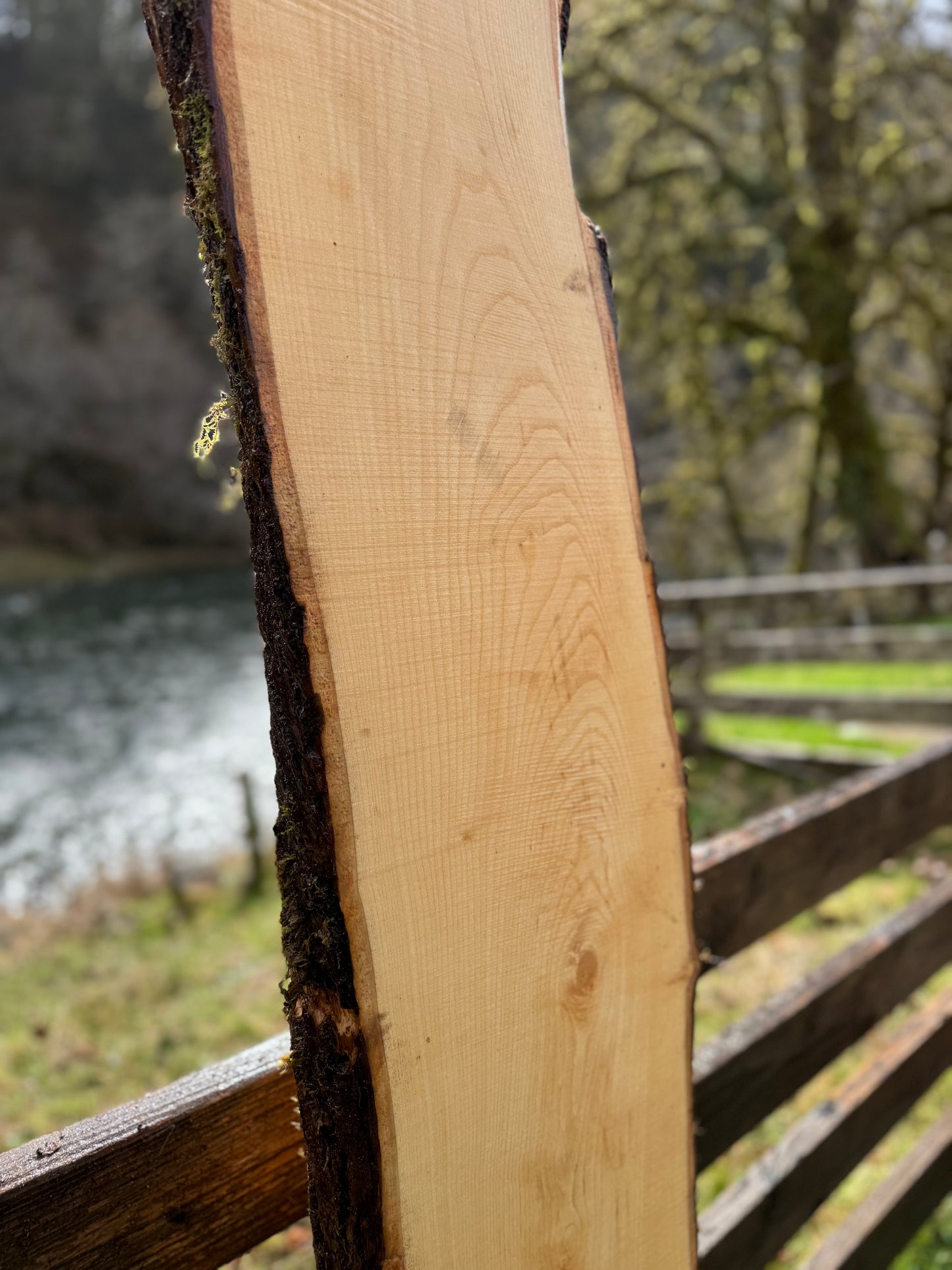 Live Edge Ash Slab -  100" x 20" x 3"