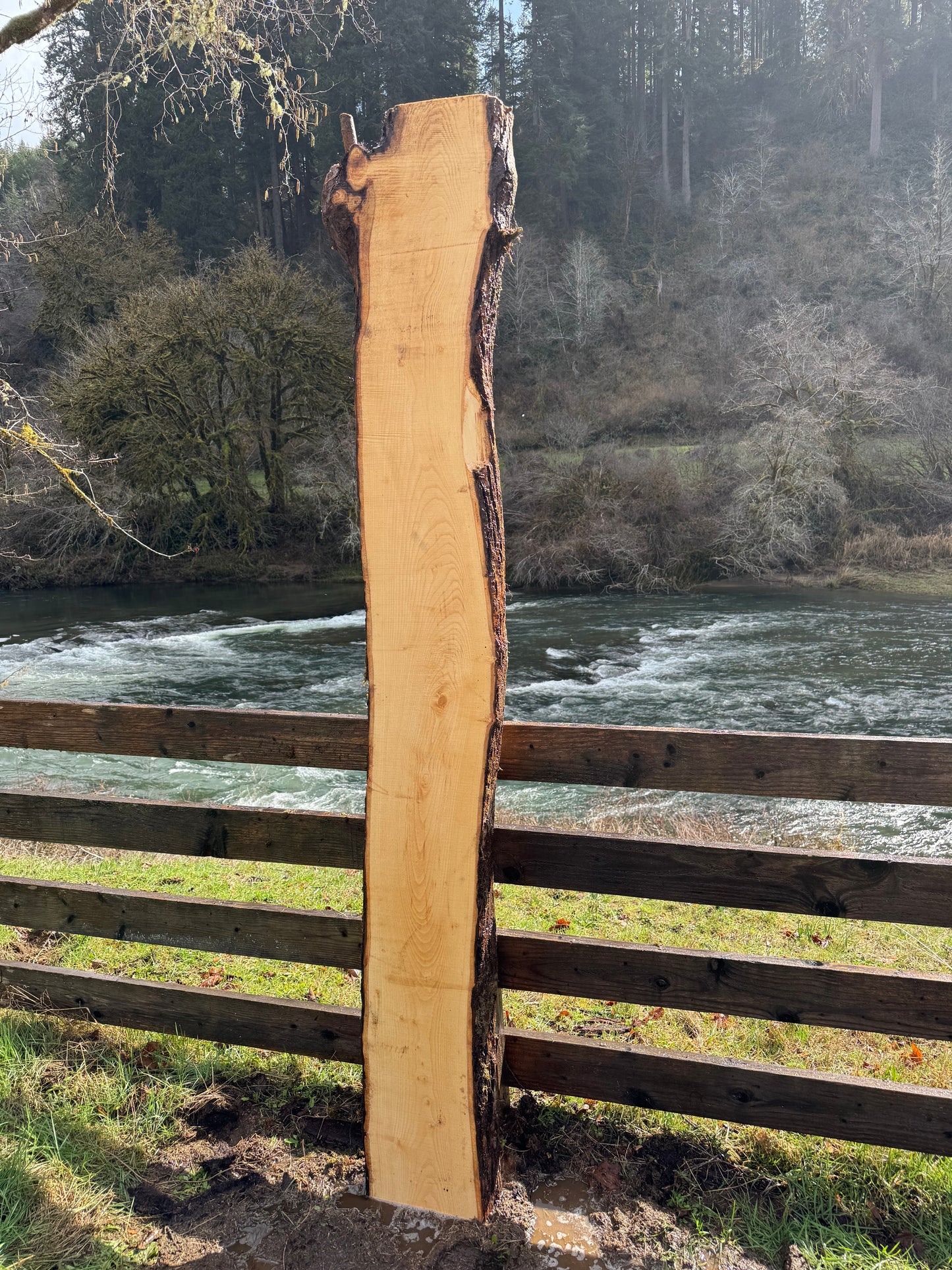 Live Edge Ash Slab -  100" x 20" x 3"
