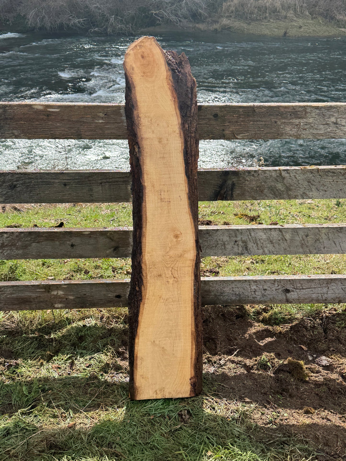 Ash Slab Live Edge -  55" x 12" x 3"