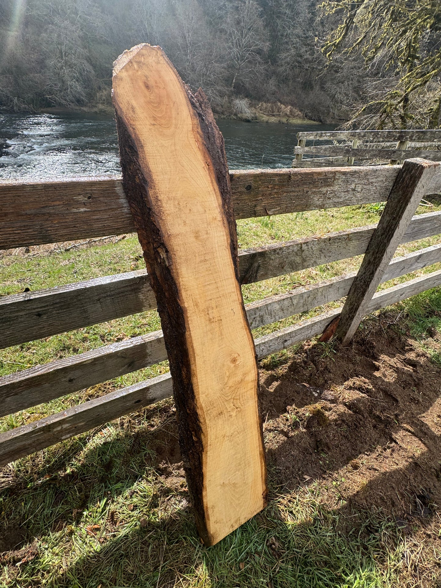 Ash Slab Live Edge -  55" x 12" x 3"