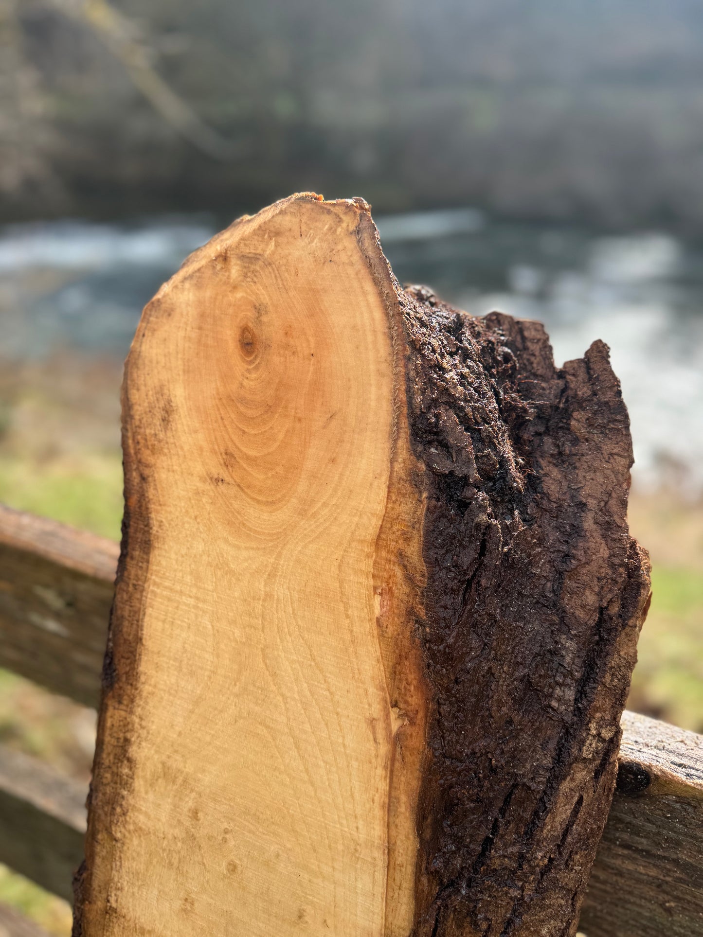 Ash Slab Live Edge -  55" x 12" x 3"
