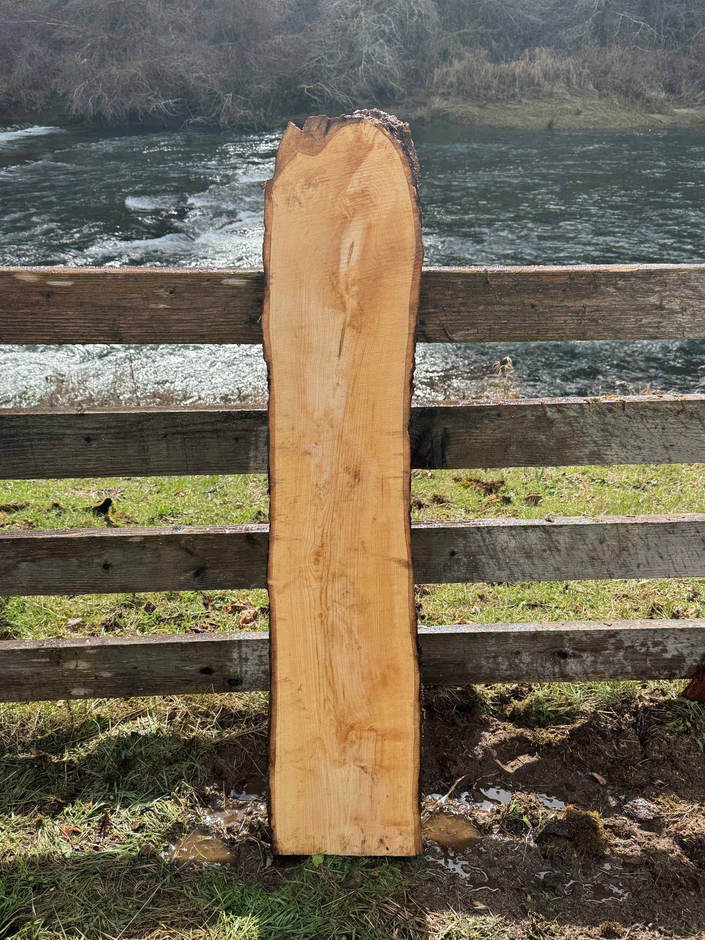 Ash Slab Live Edge -  55" x 12" x 3"