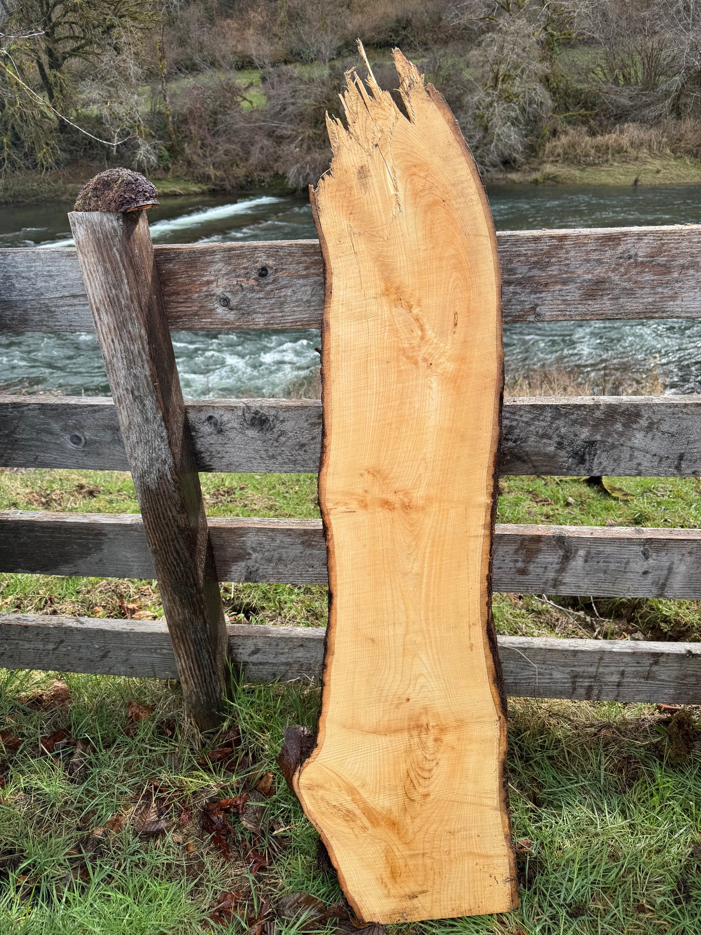 Live Edge Ash 56" x 16" x 3"