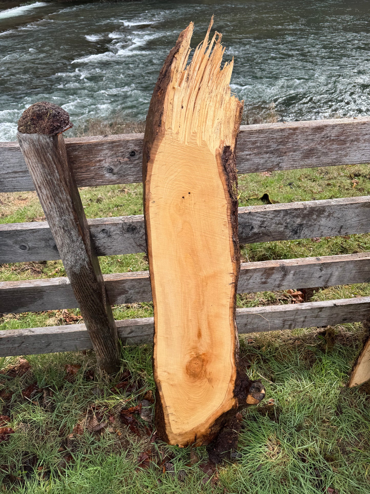 Live Edge Ash 56" x 16" x 3"