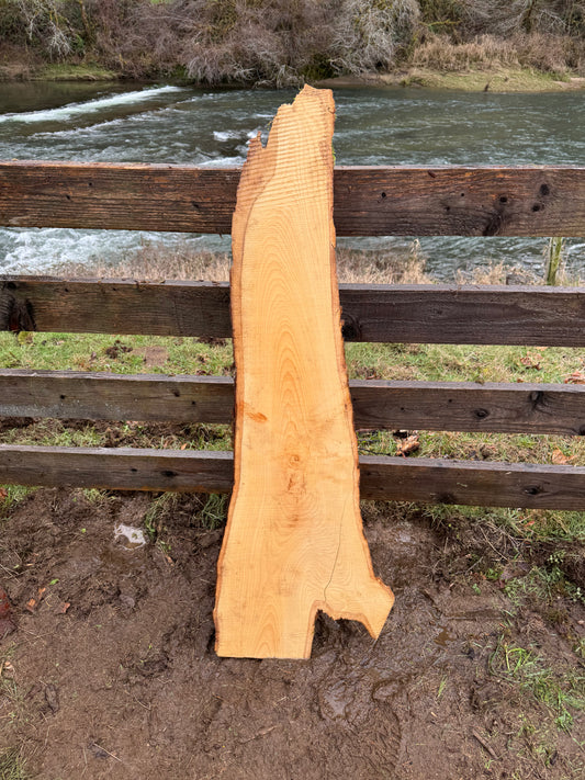 Live Edge Ash Slab 51" x 17" x 2"
