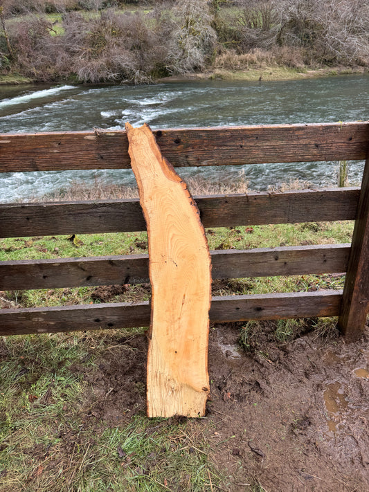Live Edge Ash Slab 45" x 10" x 3"