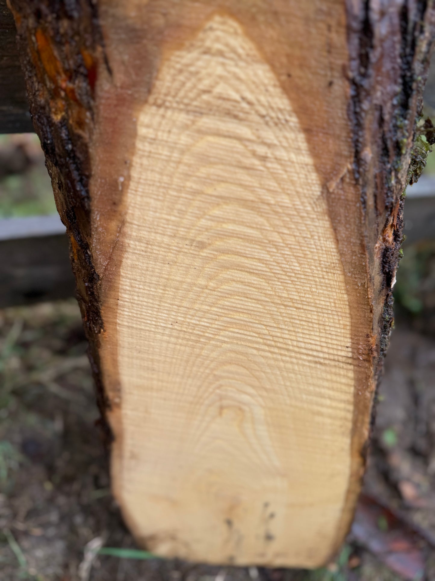 Live Edge Ash Slab 45" x 10" x 3"