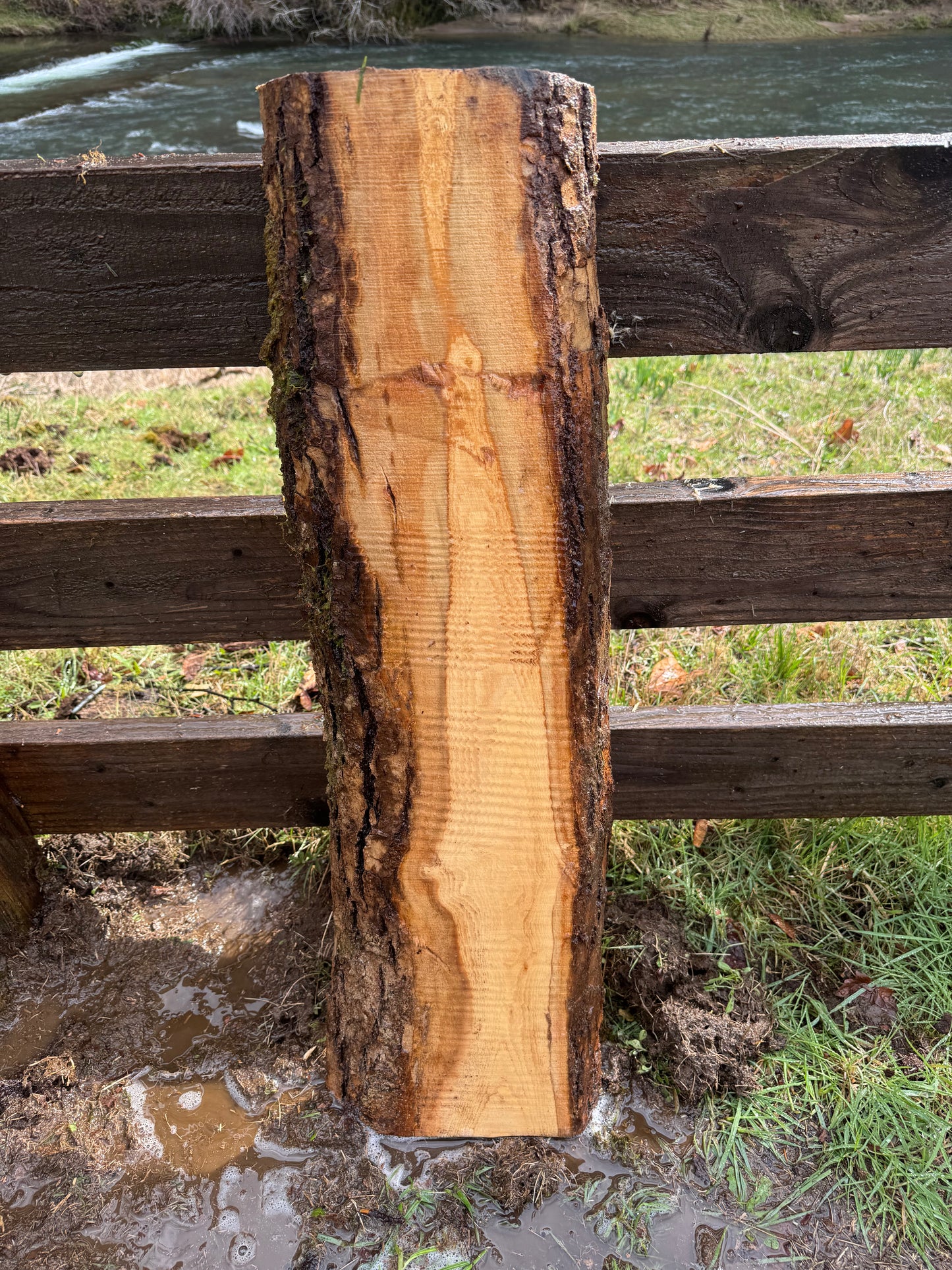 Live Edge Ash Slab 35" x 10" x 2"