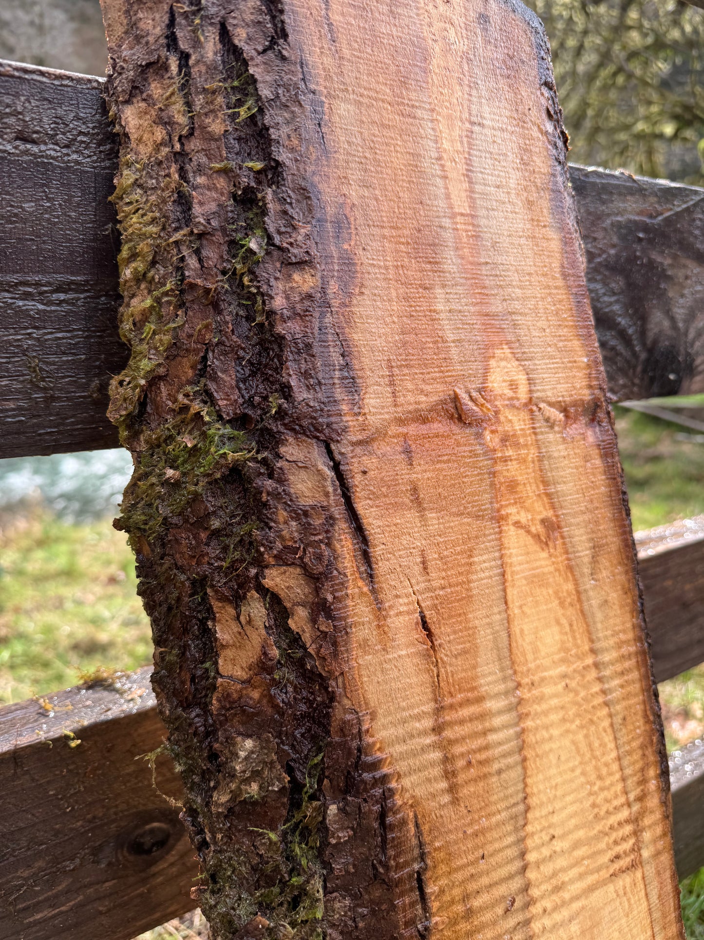 Live Edge Ash Slab 35" x 10" x 2"