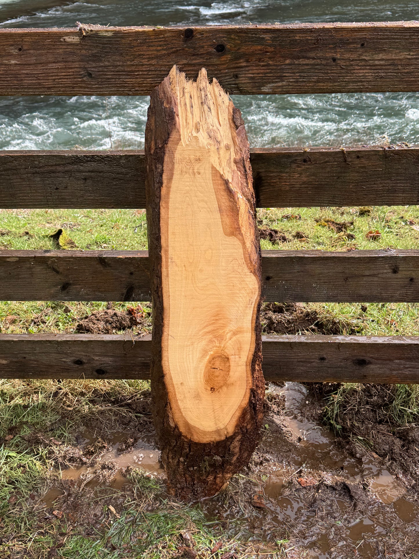Live Edge Ash Slab 42" x 11" x 2"