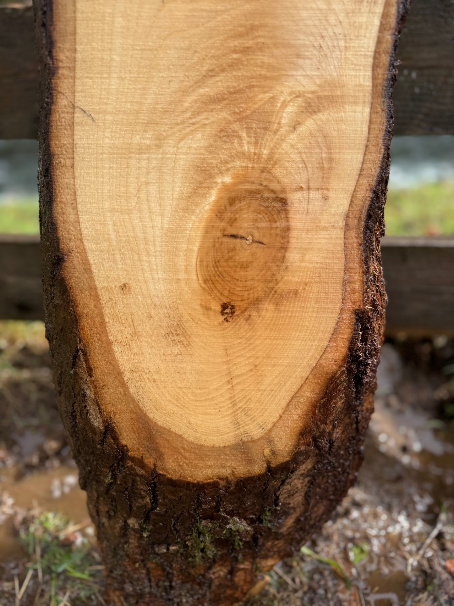 Live Edge Ash Slab 42" x 11" x 2"