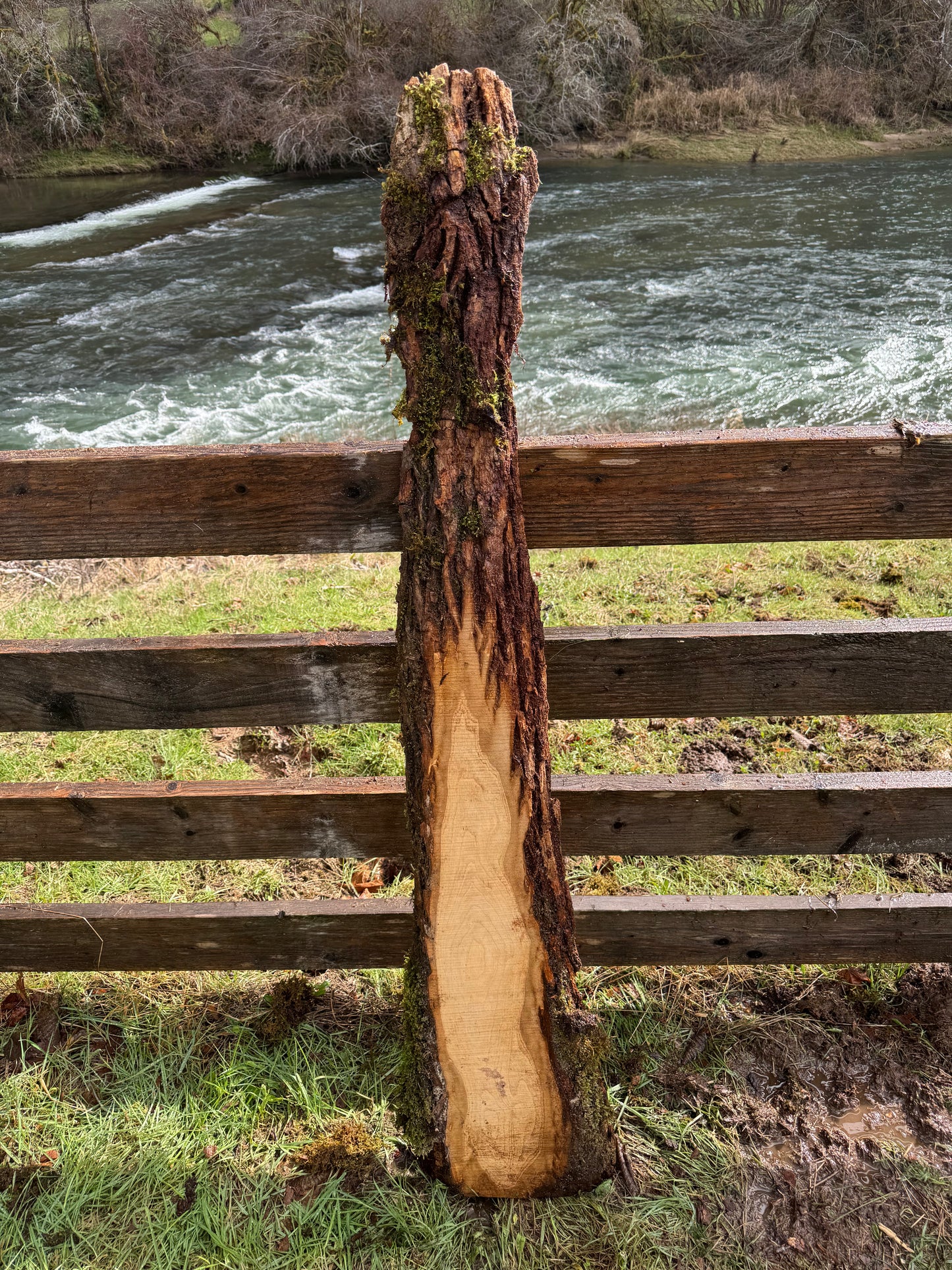 Live Edge Ash Slab 61" x 12" x 1.75"
