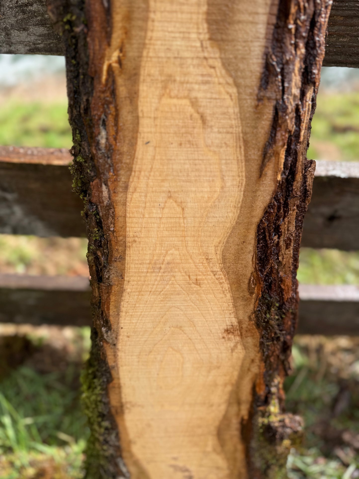 Live Edge Ash Slab 61" x 12" x 1.75"