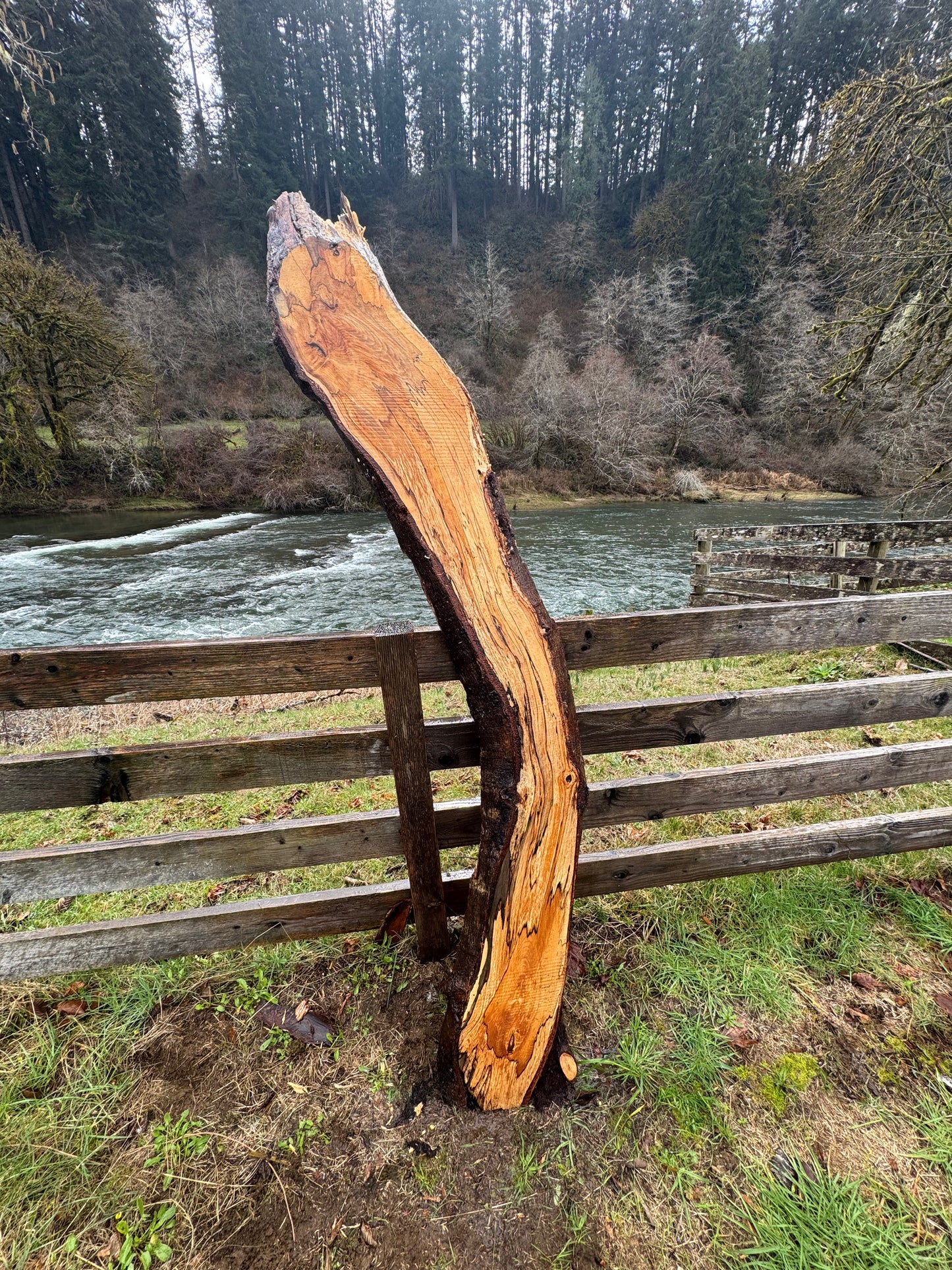Live Edge Spalted Curvy Maple Slab -  89" x 11" x 3"