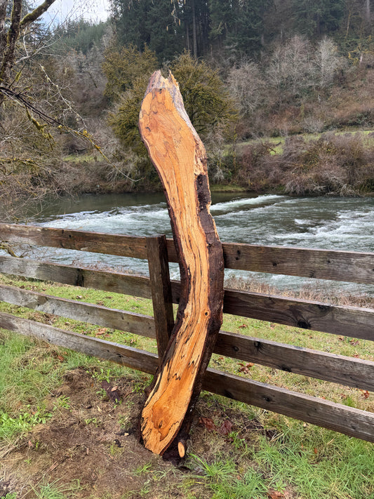 Live Edge Spalted Curvy Maple Slab -  89" x 11" x 3"