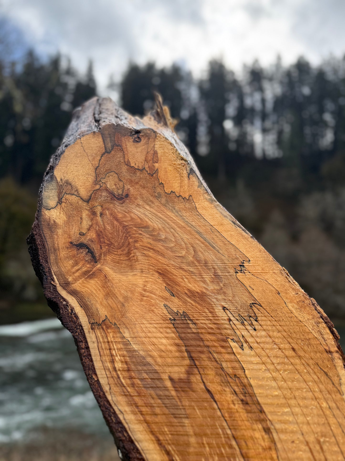 Live Edge Spalted Curvy Maple Slab -  89" x 11" x 3"