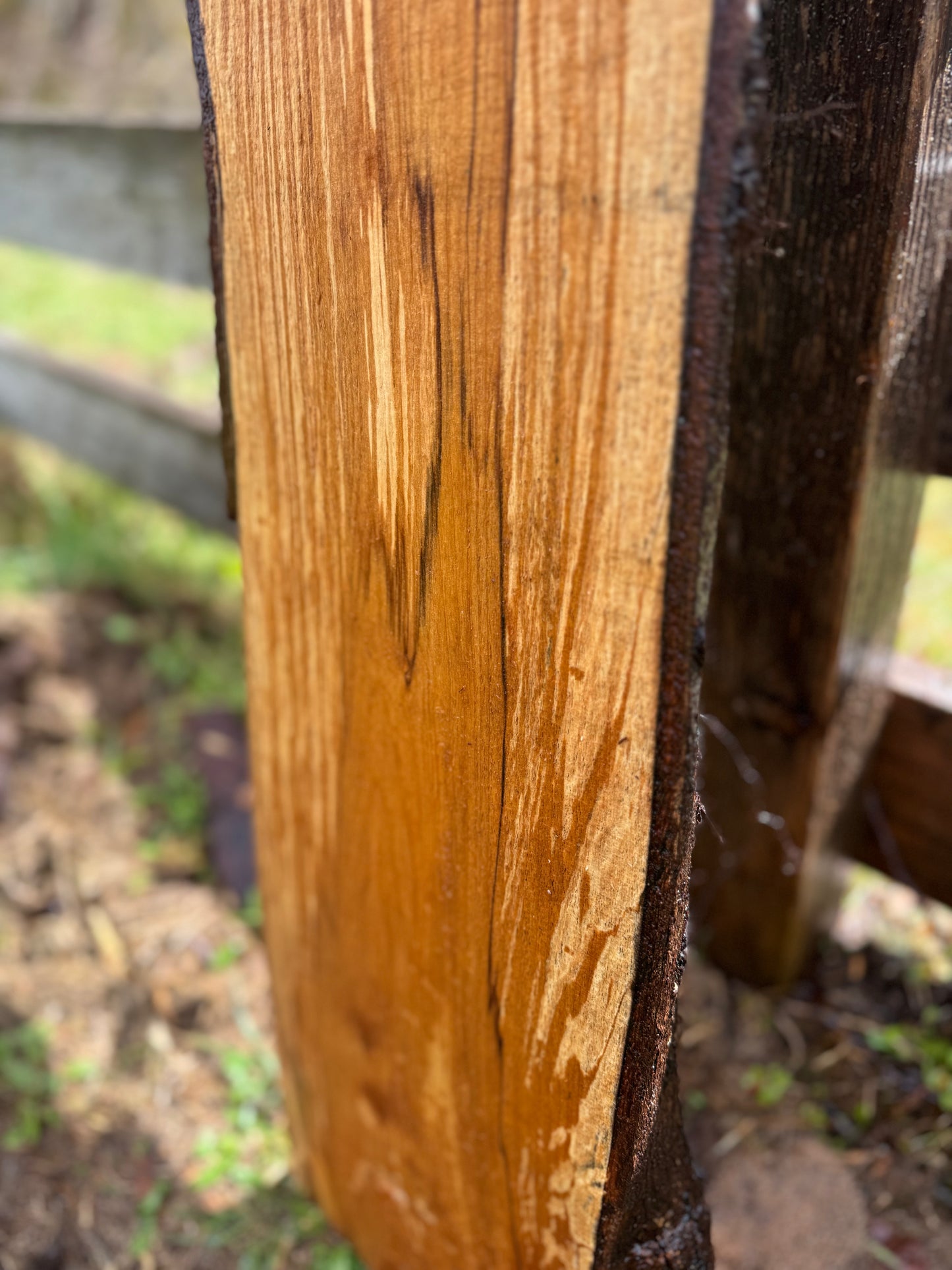Live Edge Maple Slab -  80" x 10" x 3"